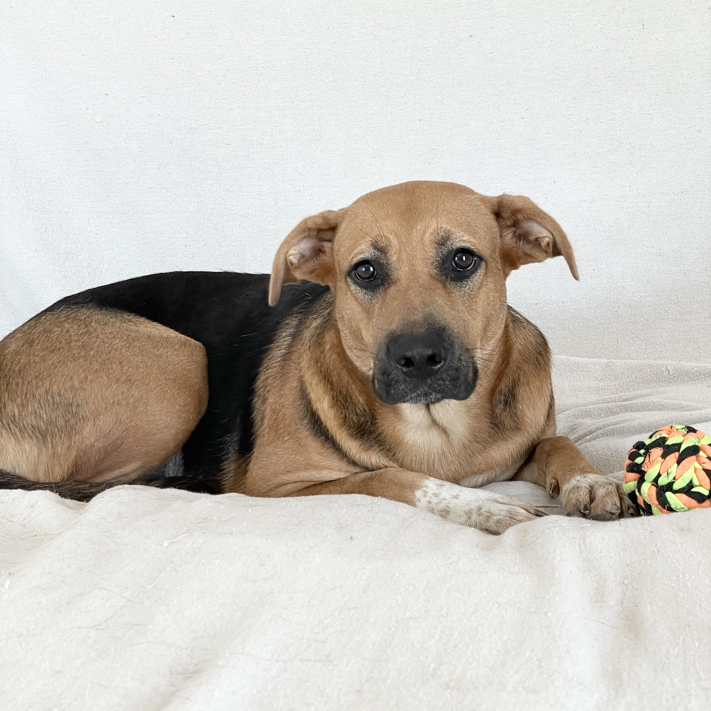 Sweet Charlyn, a Adoptable mixed breed in West Hartford , CT image 2/4