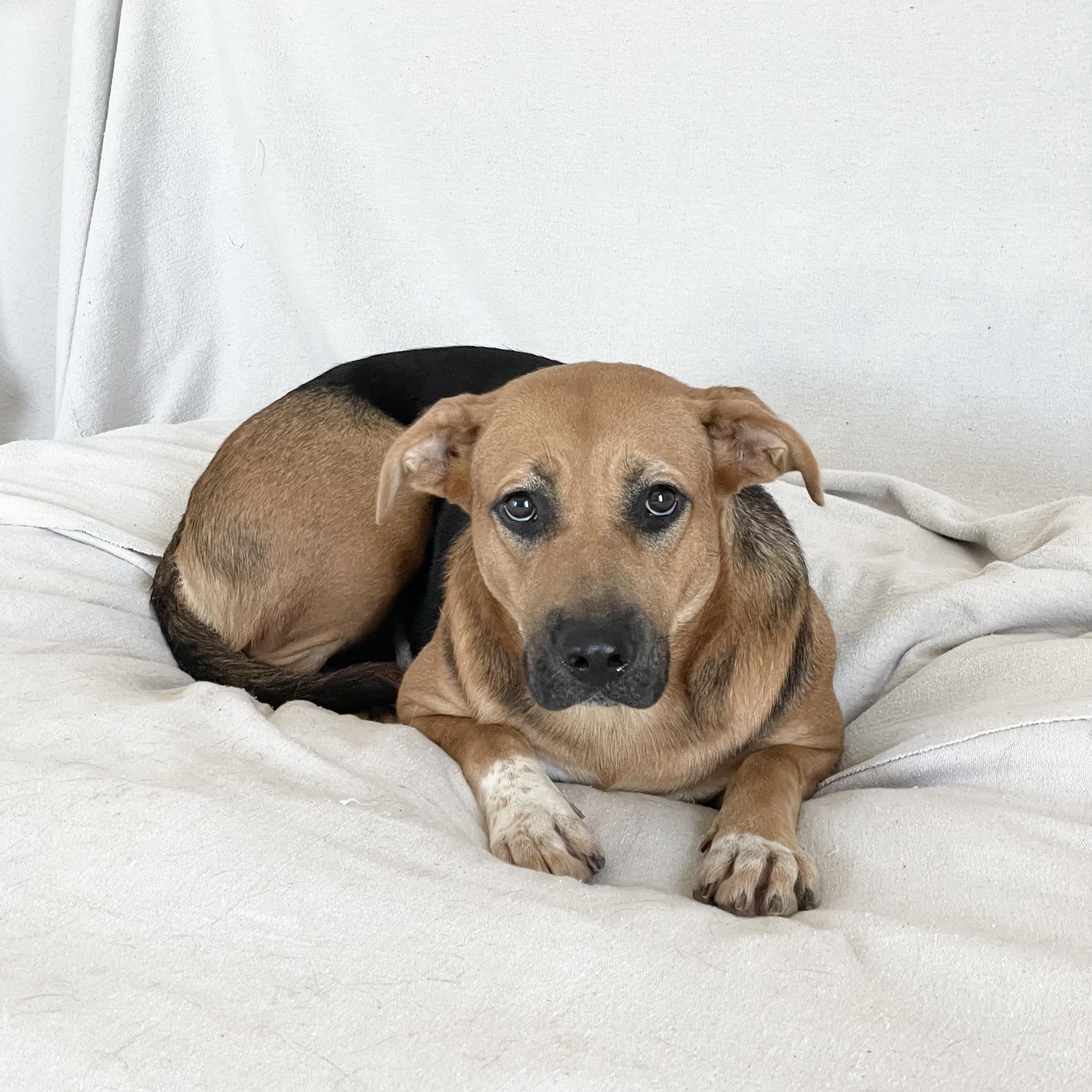 Sweet Charlyn, a Adoptable mixed breed in West Hartford , CT image 3/4