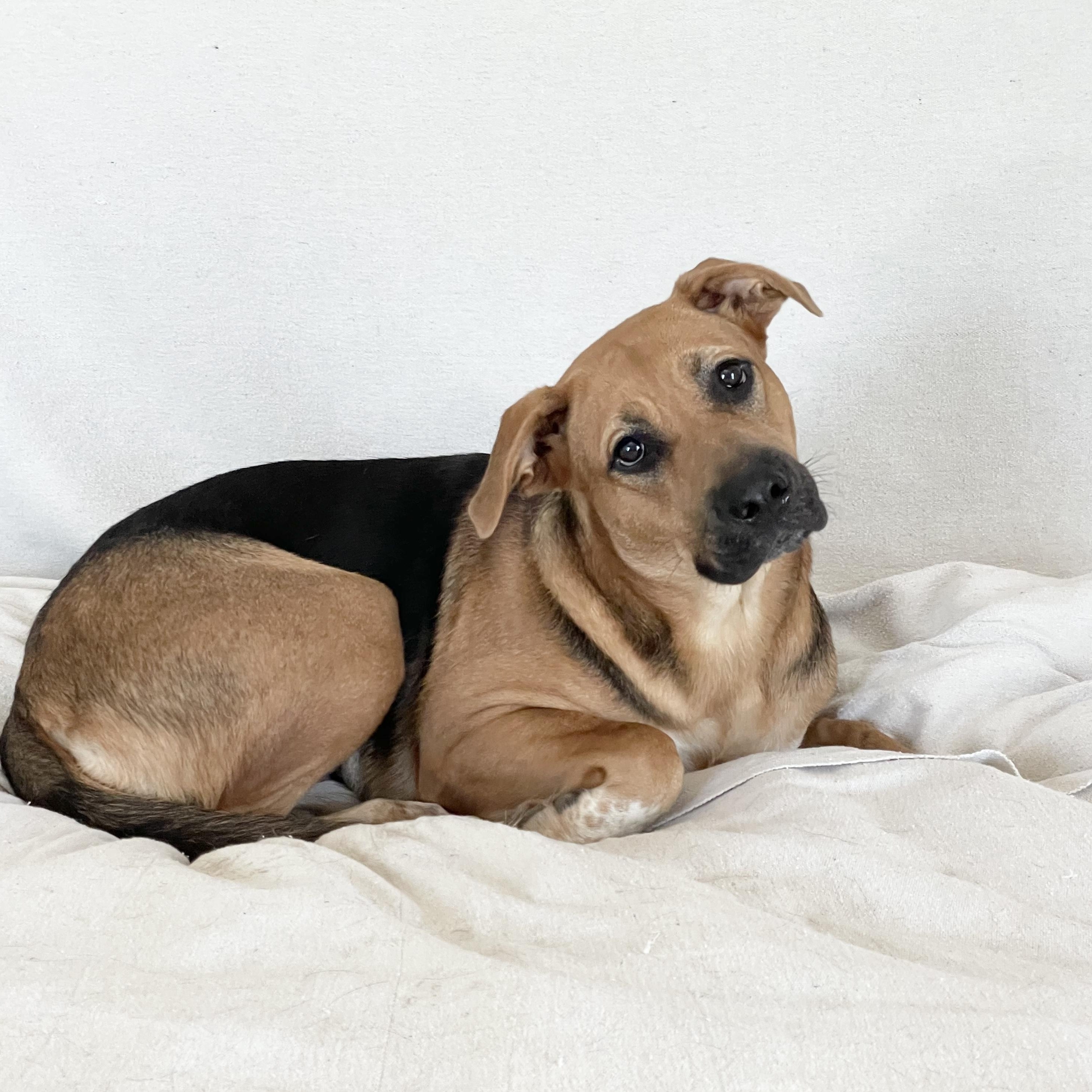 Sweet Charlyn, a Adoptable mixed breed in West Hartford , CT image 4/4