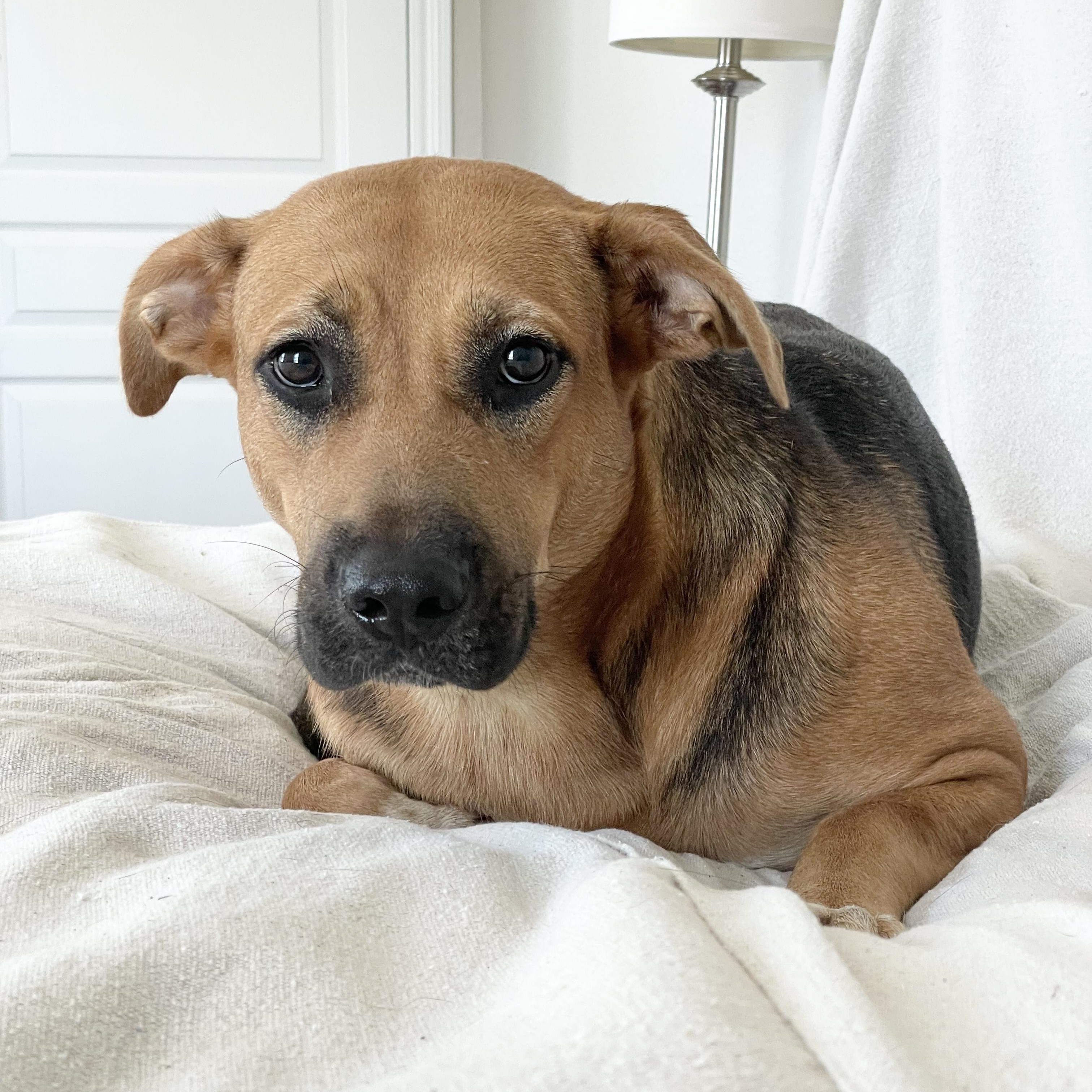 Sweet Charlyn, a Adoptable mixed breed in West Hartford , CT image 1/4