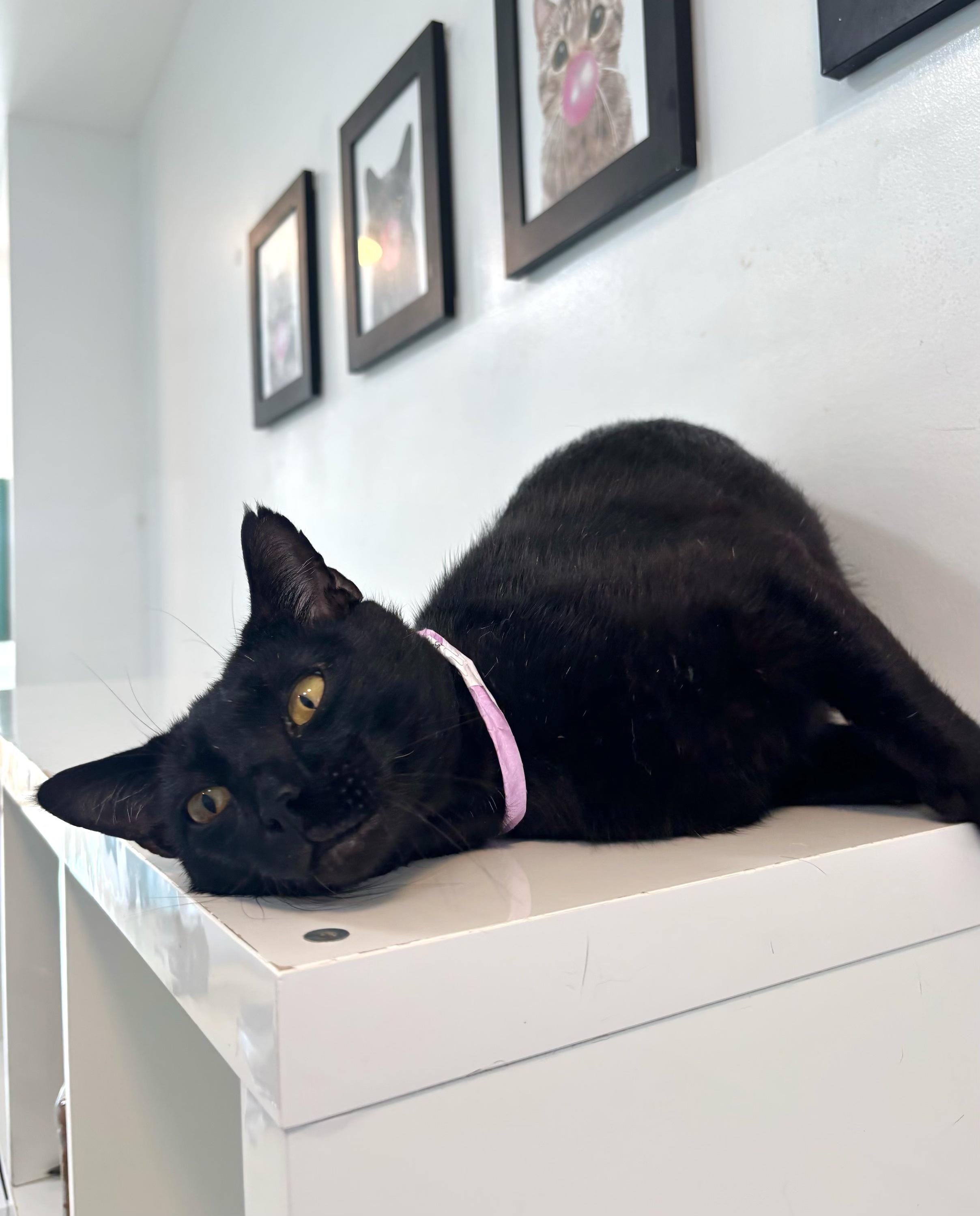 Scientist, Adoptable, Young Male Domestic Short Hair.