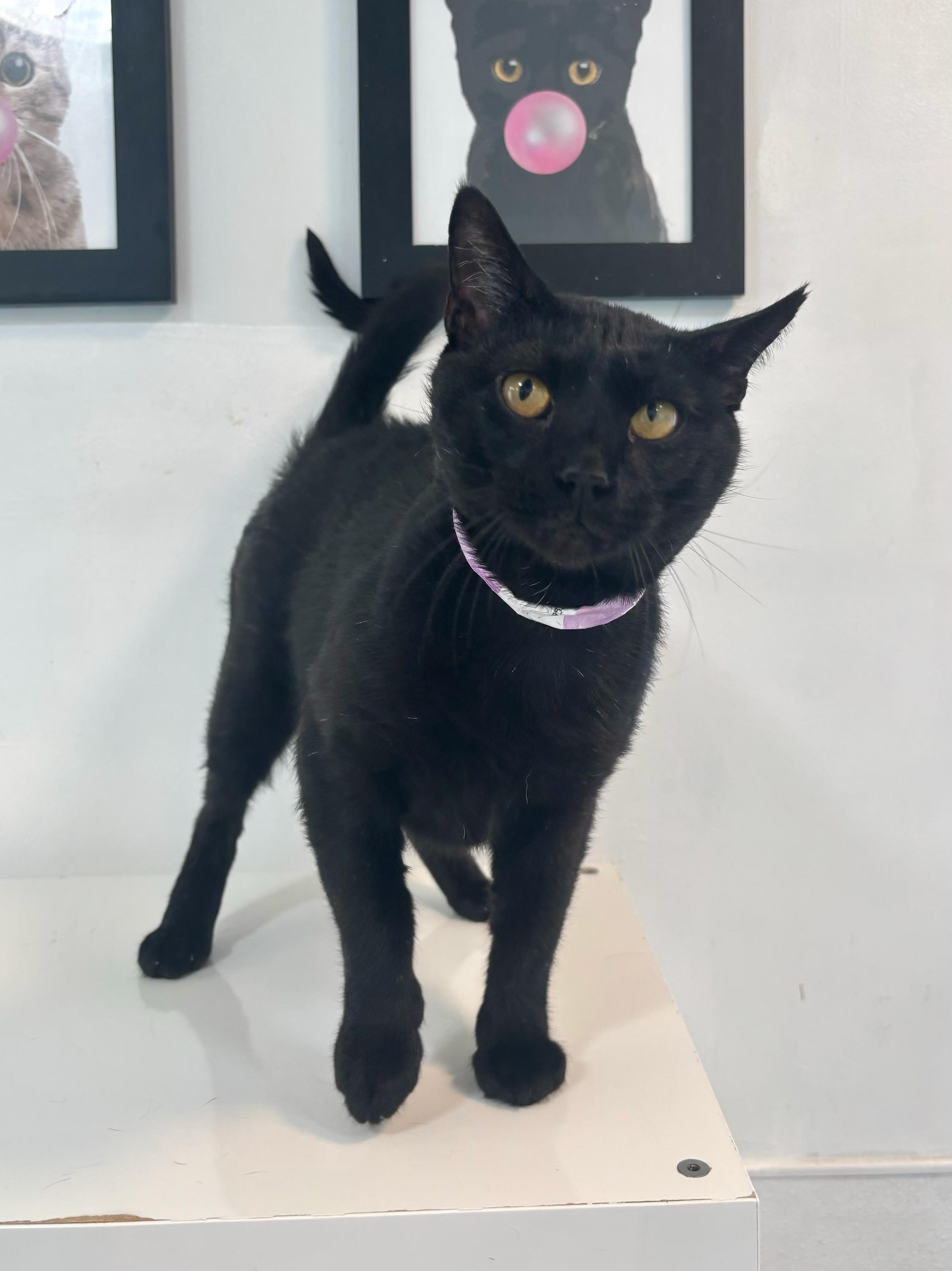 Scientist, a Adoptable Domestic Short Hair in Chicago, IL image 2/4