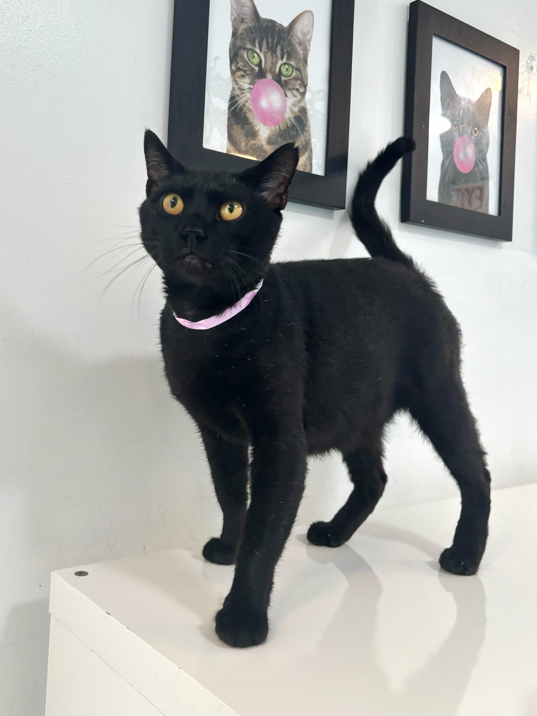 Scientist, a Adoptable Domestic Short Hair in Chicago, IL image 3/4