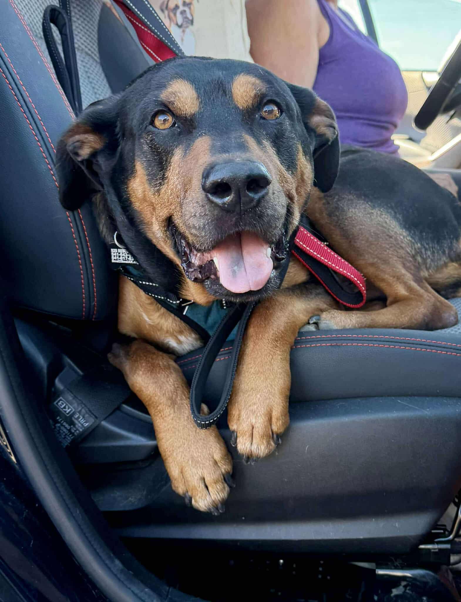 Enlarge Bo, a Adoptable mixed breed in Roseburg, OR image 3/6