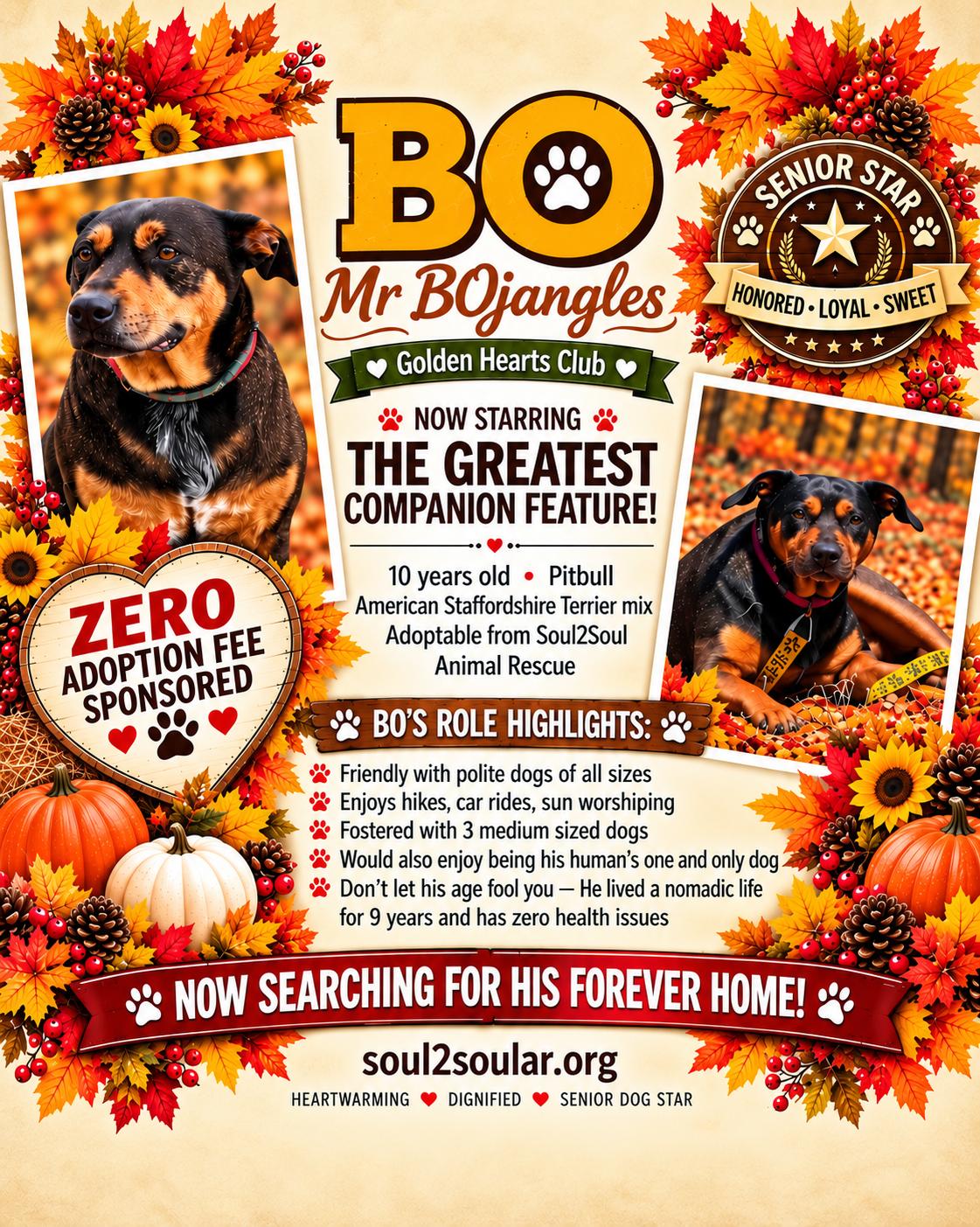 Bo, Adoptable, Senior Male Pit Bull Terrier & American Staffordshire Terrier.