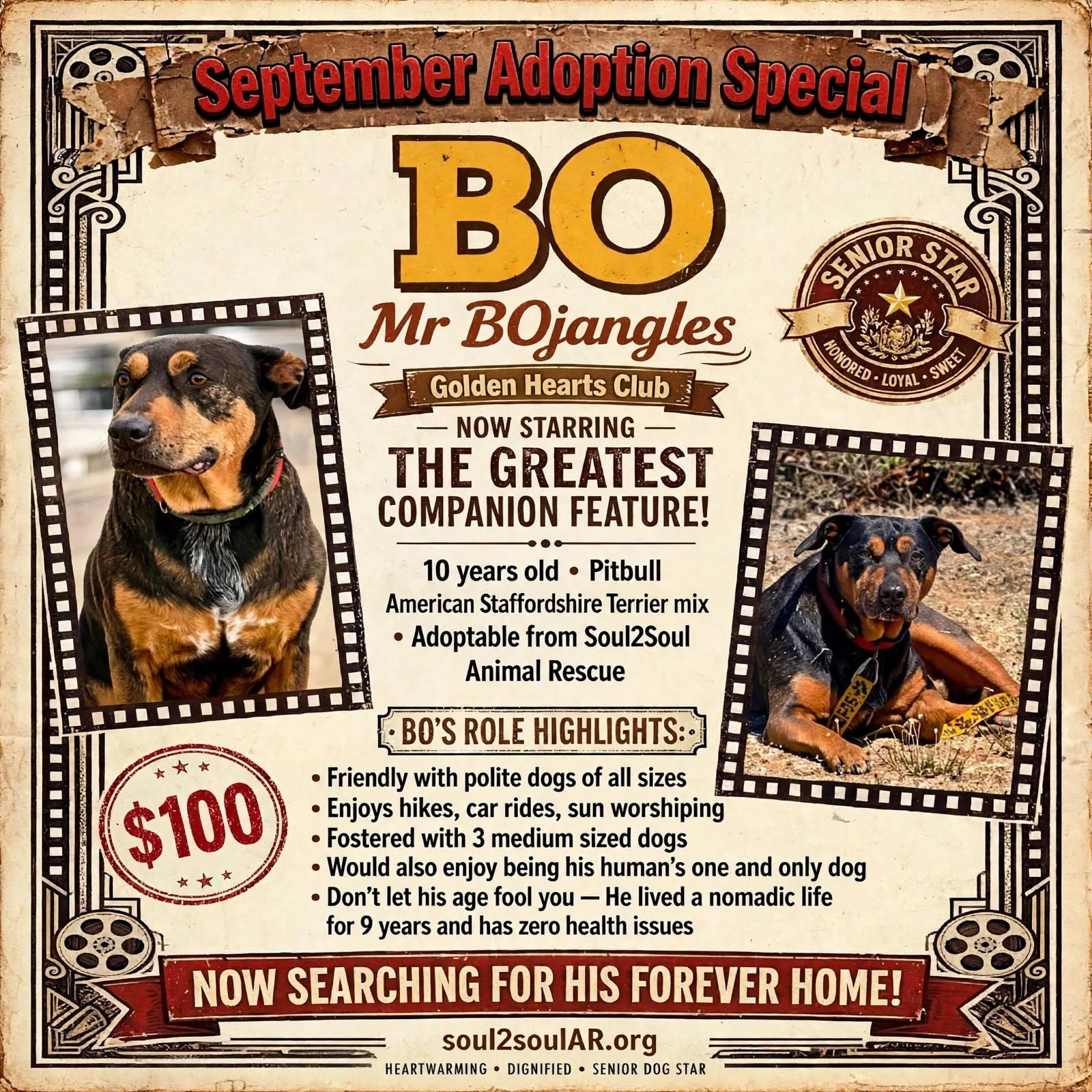Enlarge Bo, a Adoptable mixed breed in Roseburg, OR image 1/6