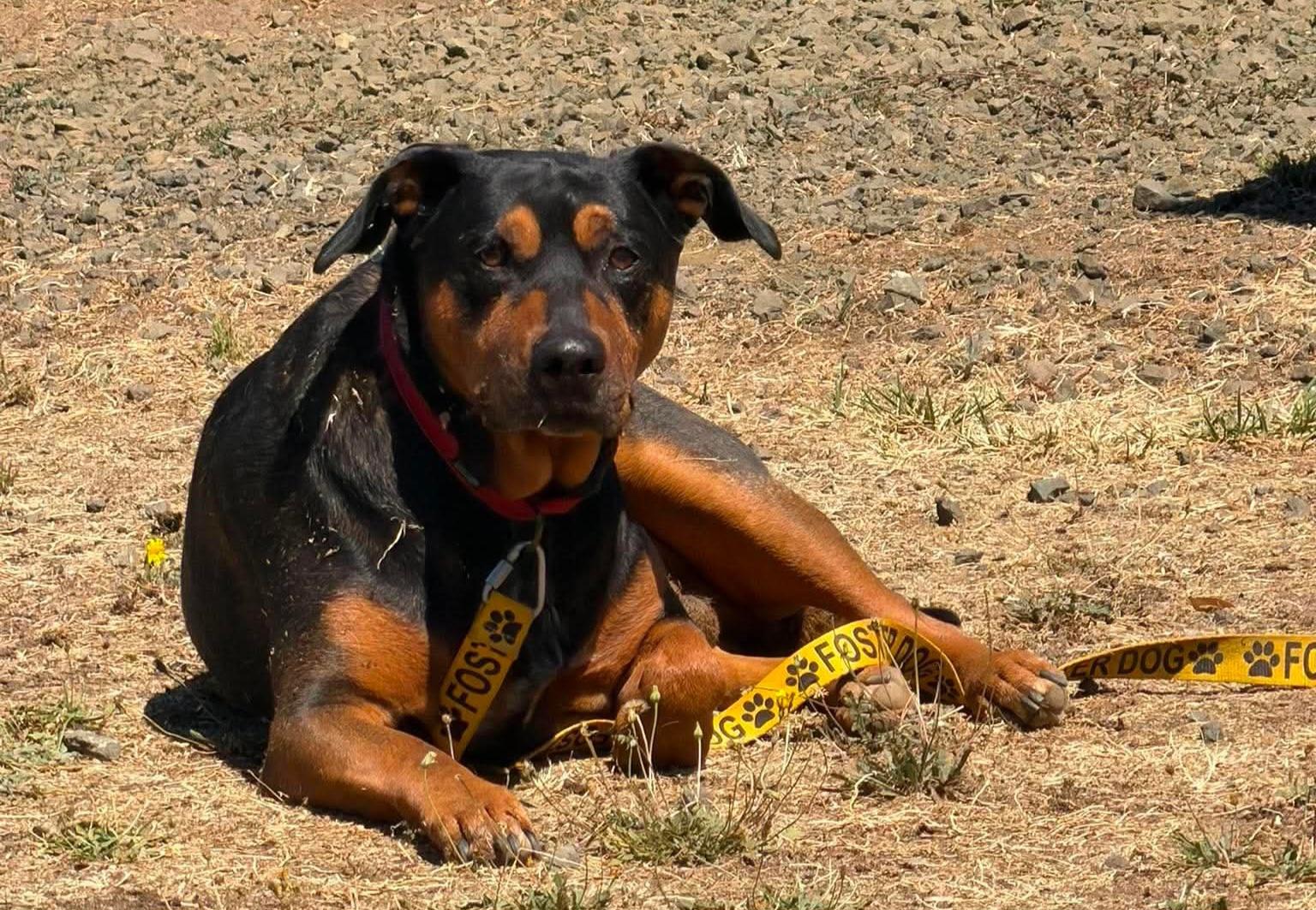 Enlarge Bo, a Adoptable mixed breed in Roseburg, OR image 6/6