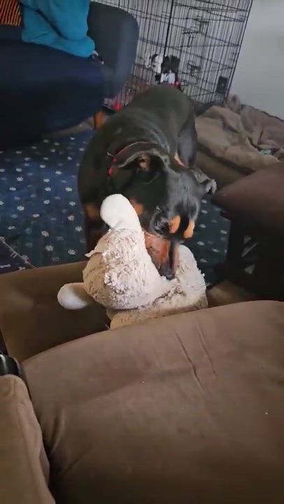 Enlarge Bo, a Adoptable mixed breed in Roseburg, OR video 4/6