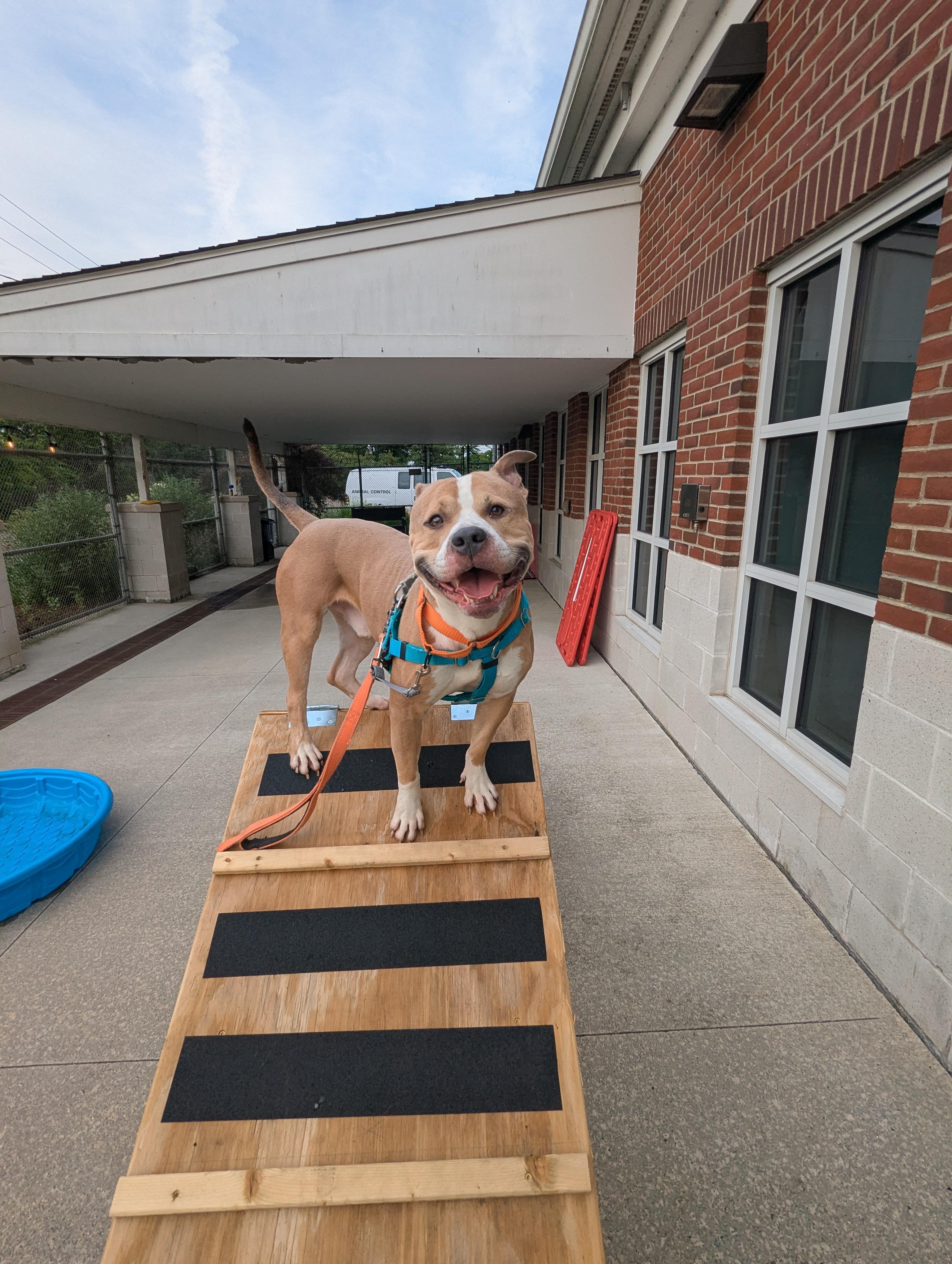 Enlarge Chico, a ADOPTABLE mixed breed in Stratford, CT image 2/3