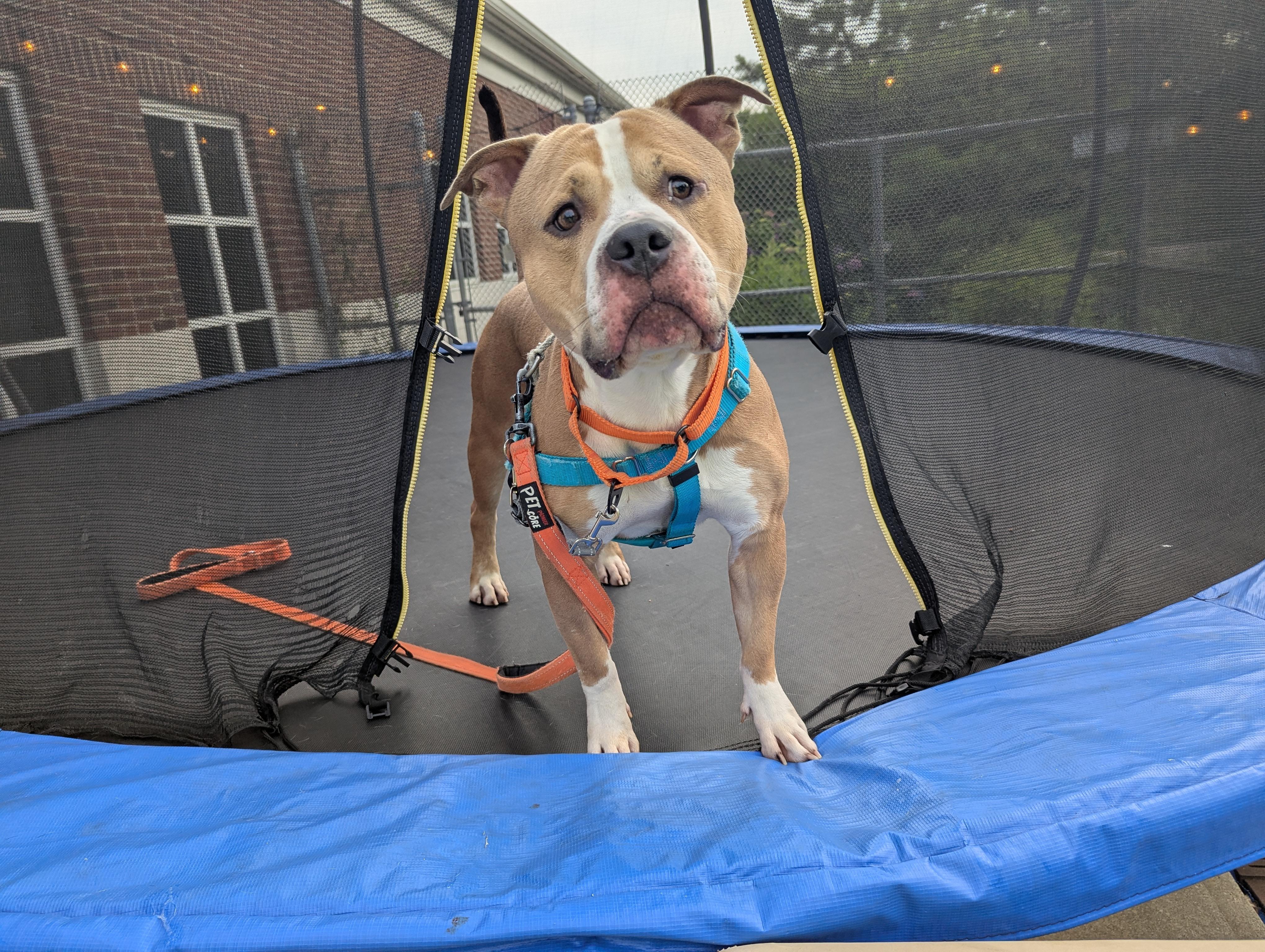 Enlarge Chico, a ADOPTABLE mixed breed in Stratford, CT image 1/3