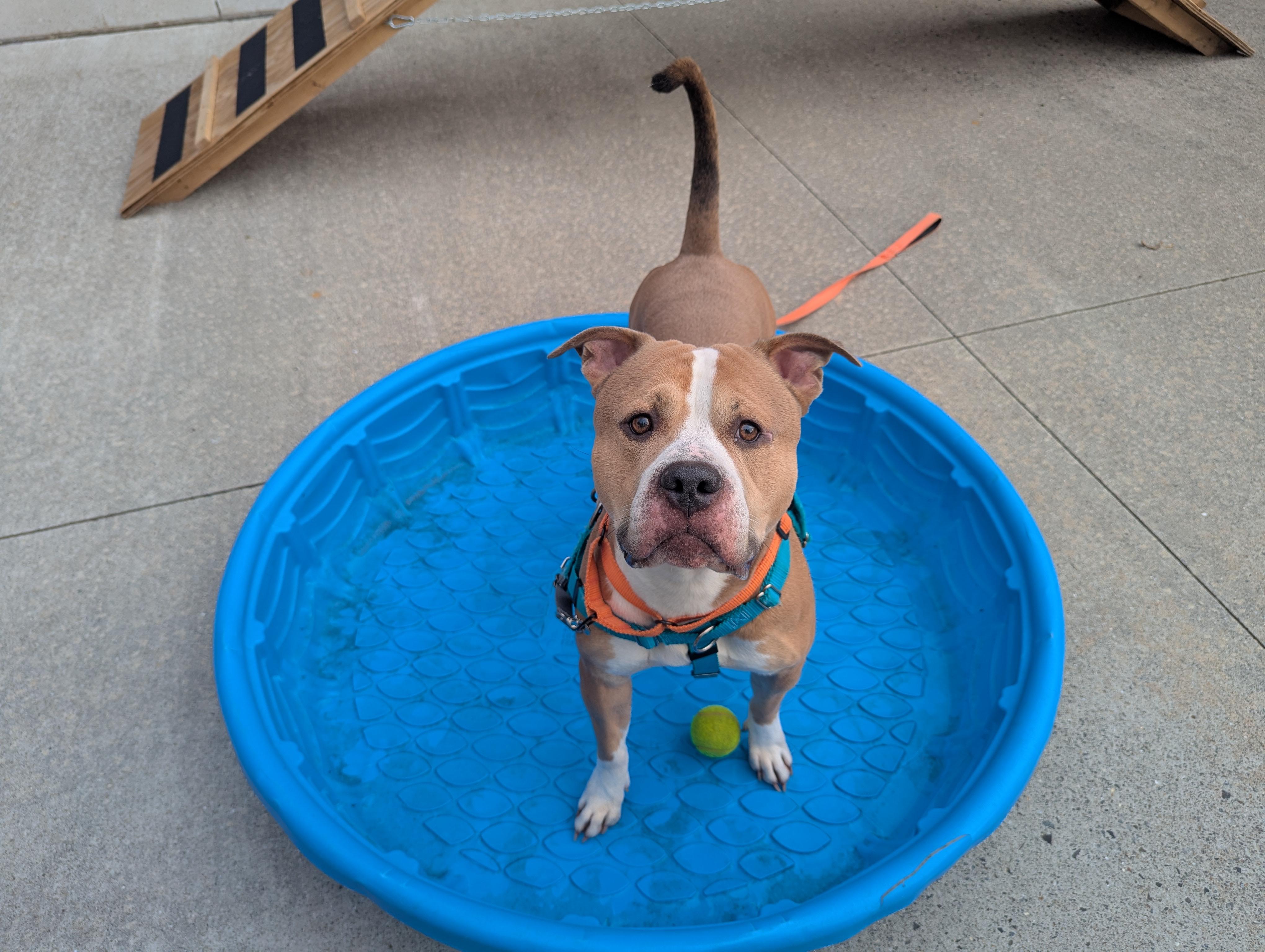 Enlarge Chico, a ADOPTABLE mixed breed in Stratford, CT image 3/3