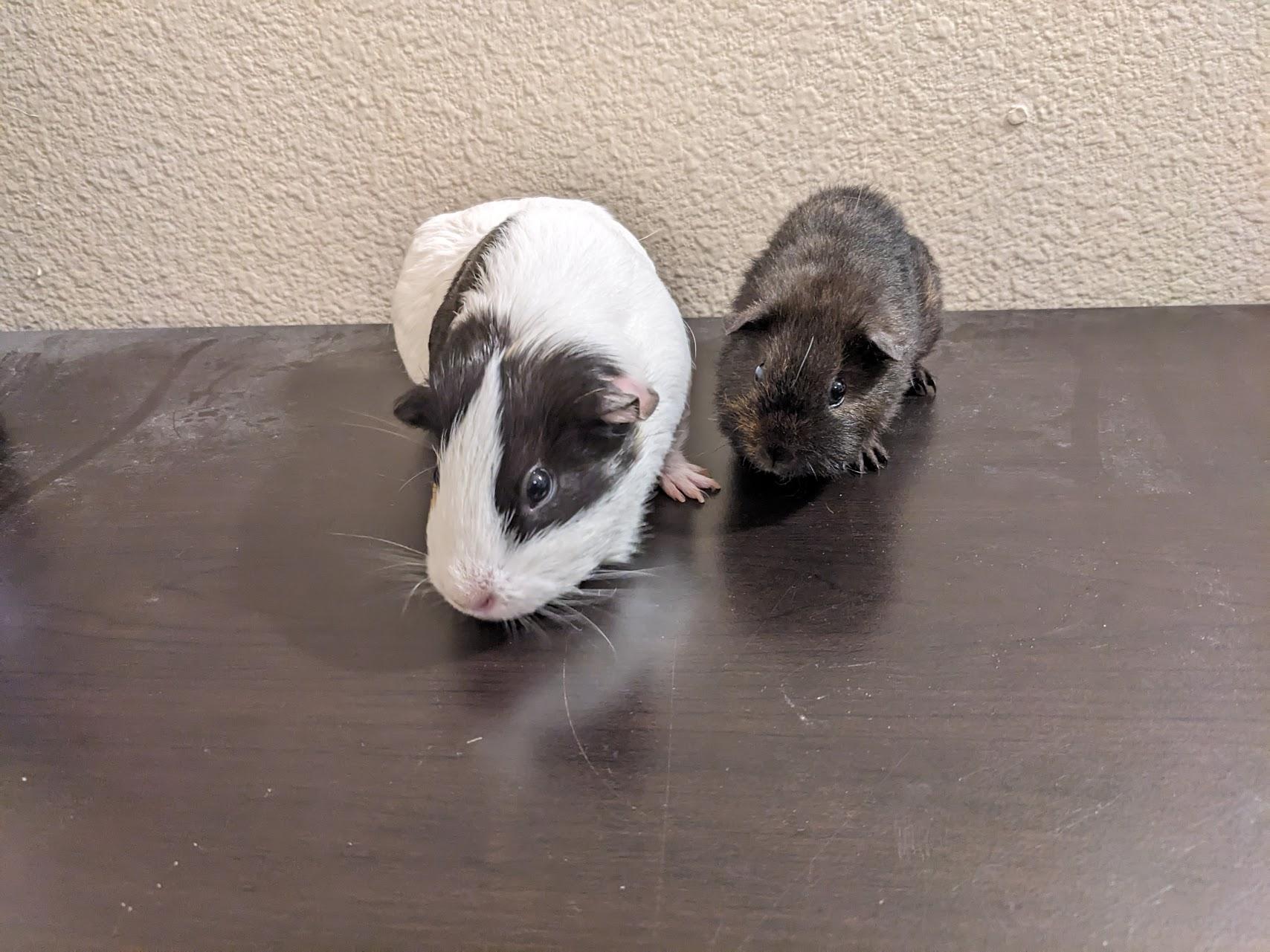 Enlarge Daisy & Dior, an adoptable Guinea Pig in Austin, TX image 1/4