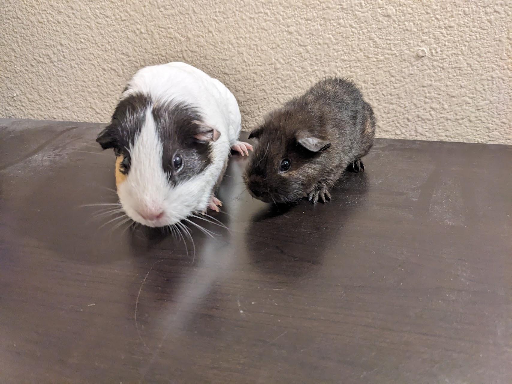 Enlarge Daisy & Dior, an adoptable Guinea Pig in Austin, TX image 2/4
