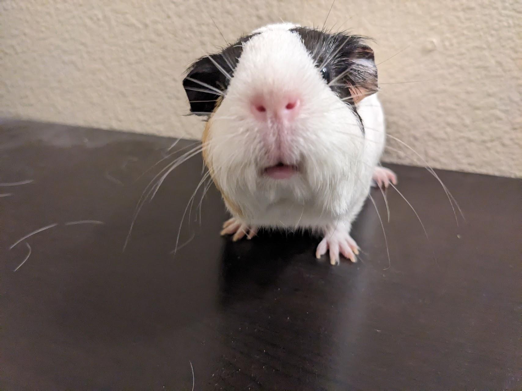 Enlarge Daisy & Dior, an adoptable Guinea Pig in Austin, TX image 3/4