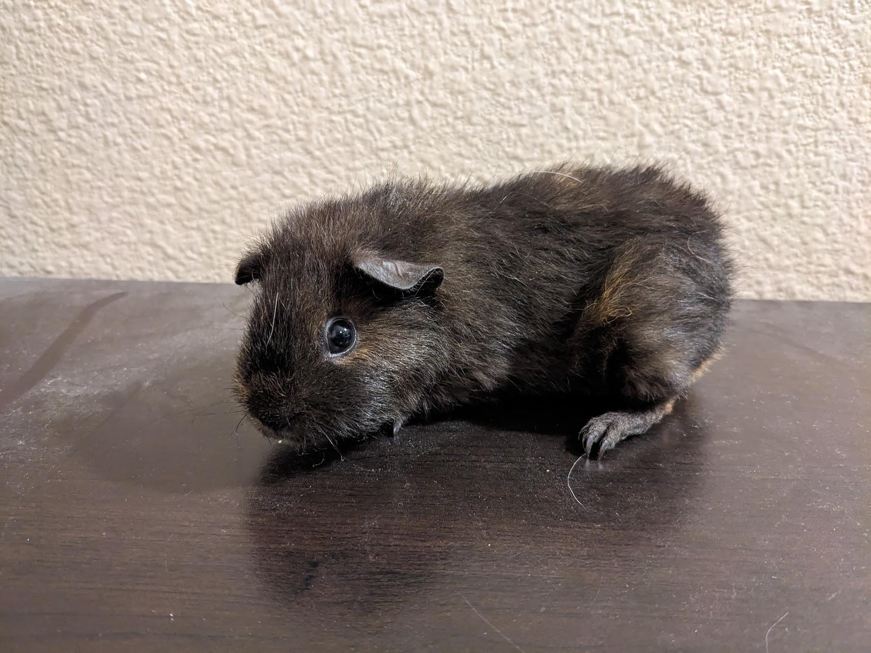 Enlarge Daisy & Dior, an adoptable Guinea Pig in Austin, TX image 4/4