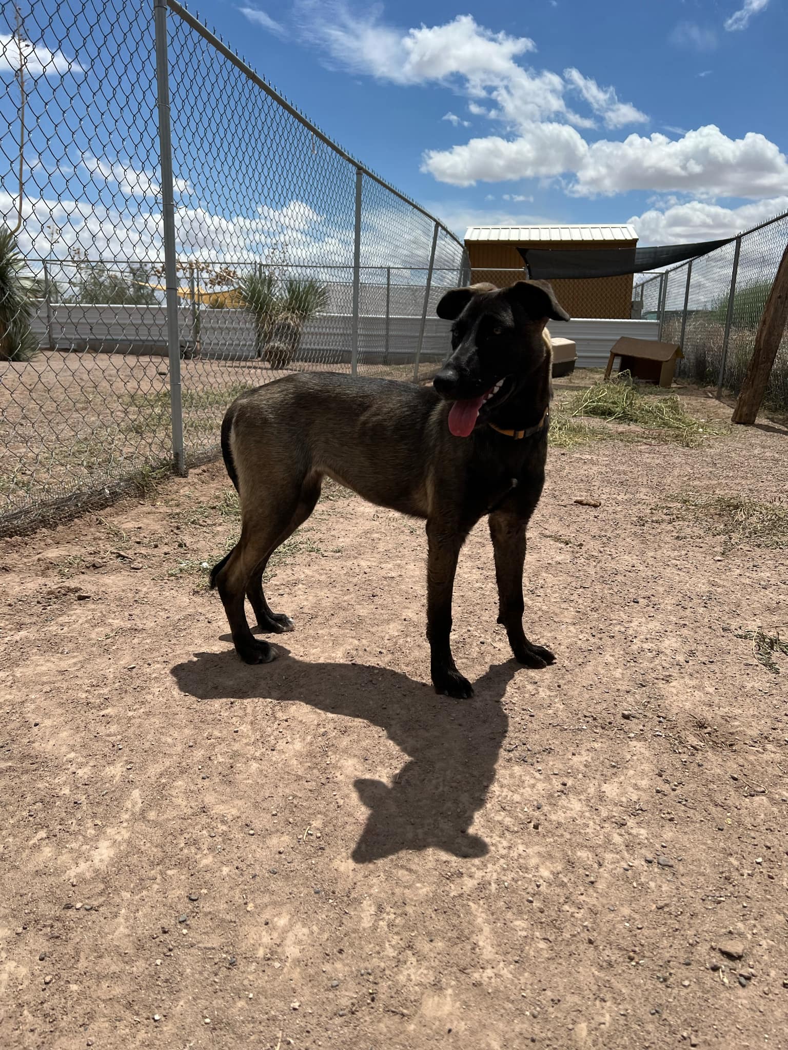 Amara, a Adoptable Belgian Shepherd / Malinois in Deming, NM image 1/5