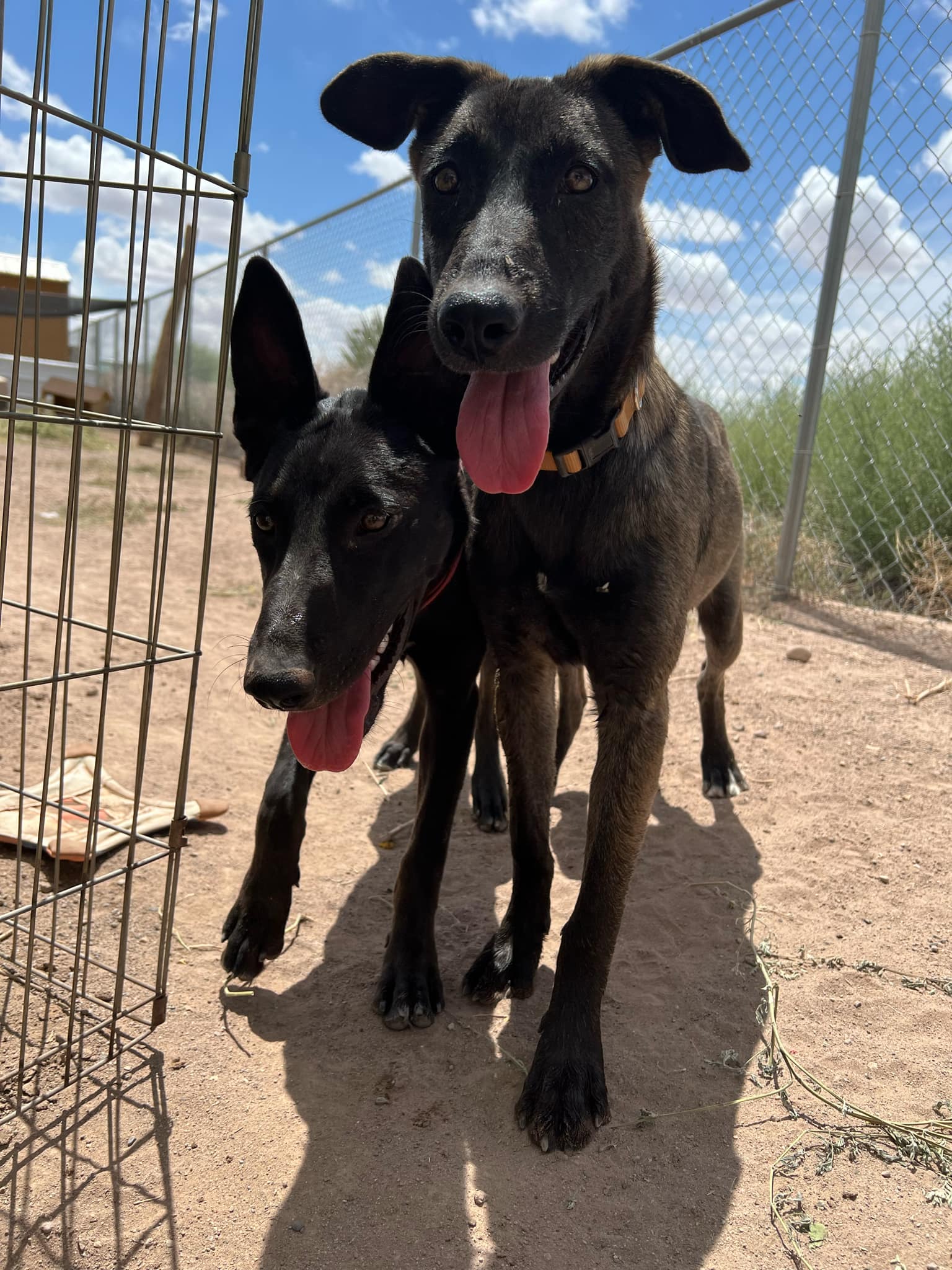 Amara, a Adoptable Belgian Shepherd / Malinois in Deming, NM image 2/5