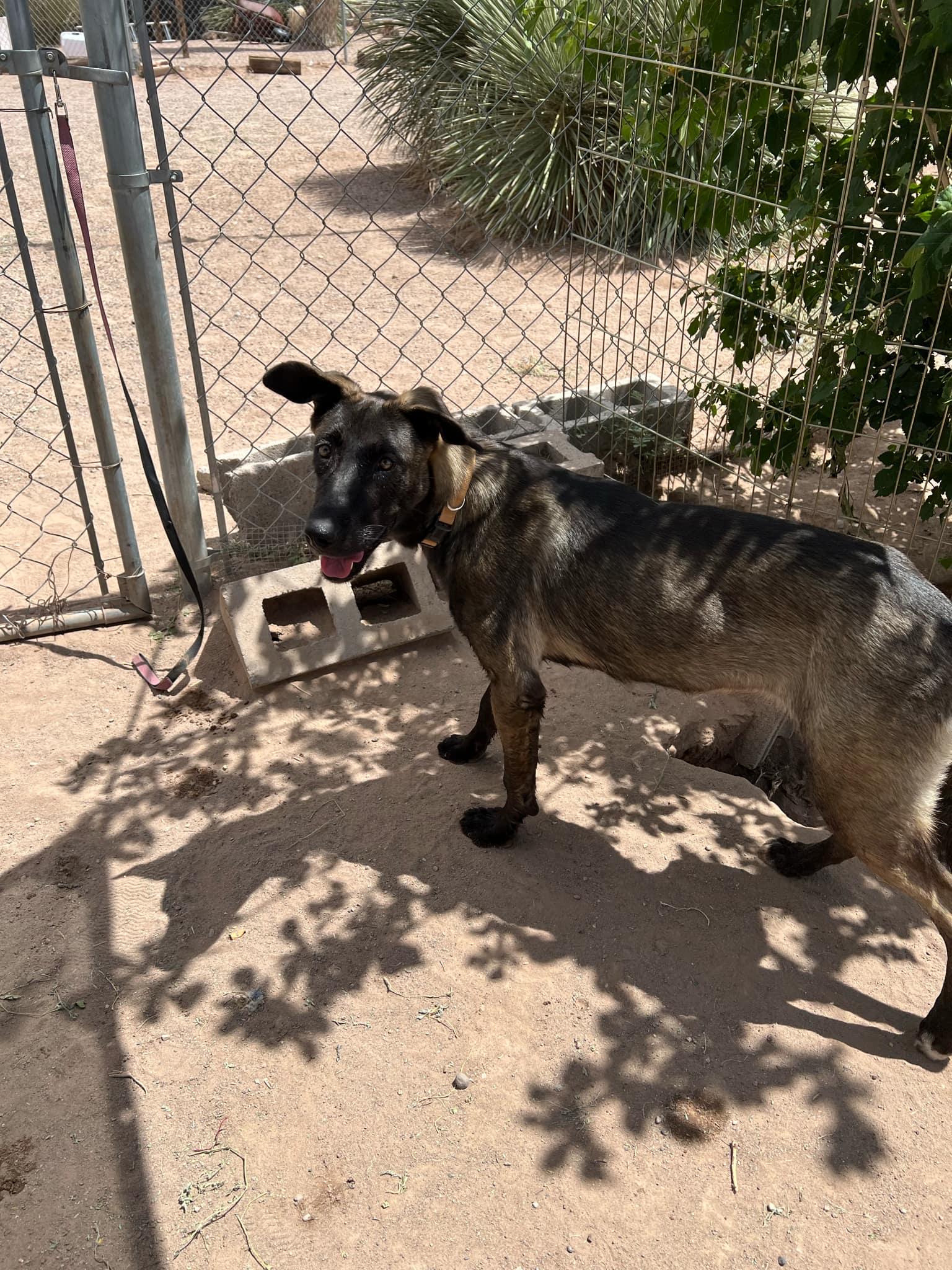 Amara, a Adoptable Belgian Shepherd / Malinois in Deming, NM image 4/5