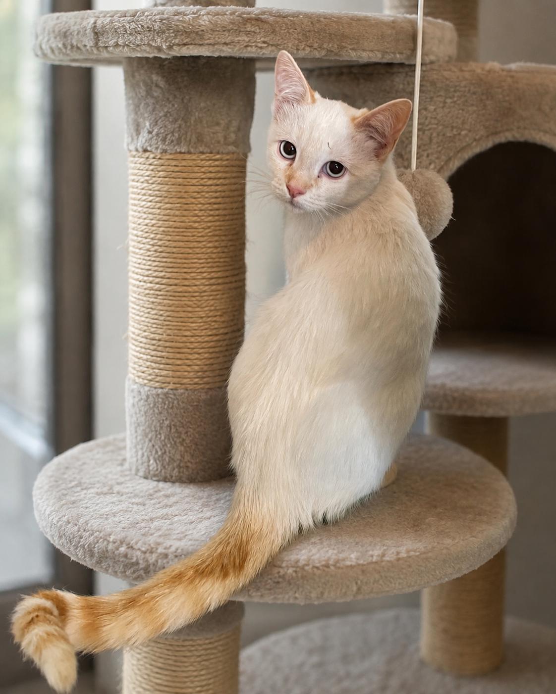 Enlarge STAR, a ADOPTABLE mixed breed in Pinedale, WY image 2/3
