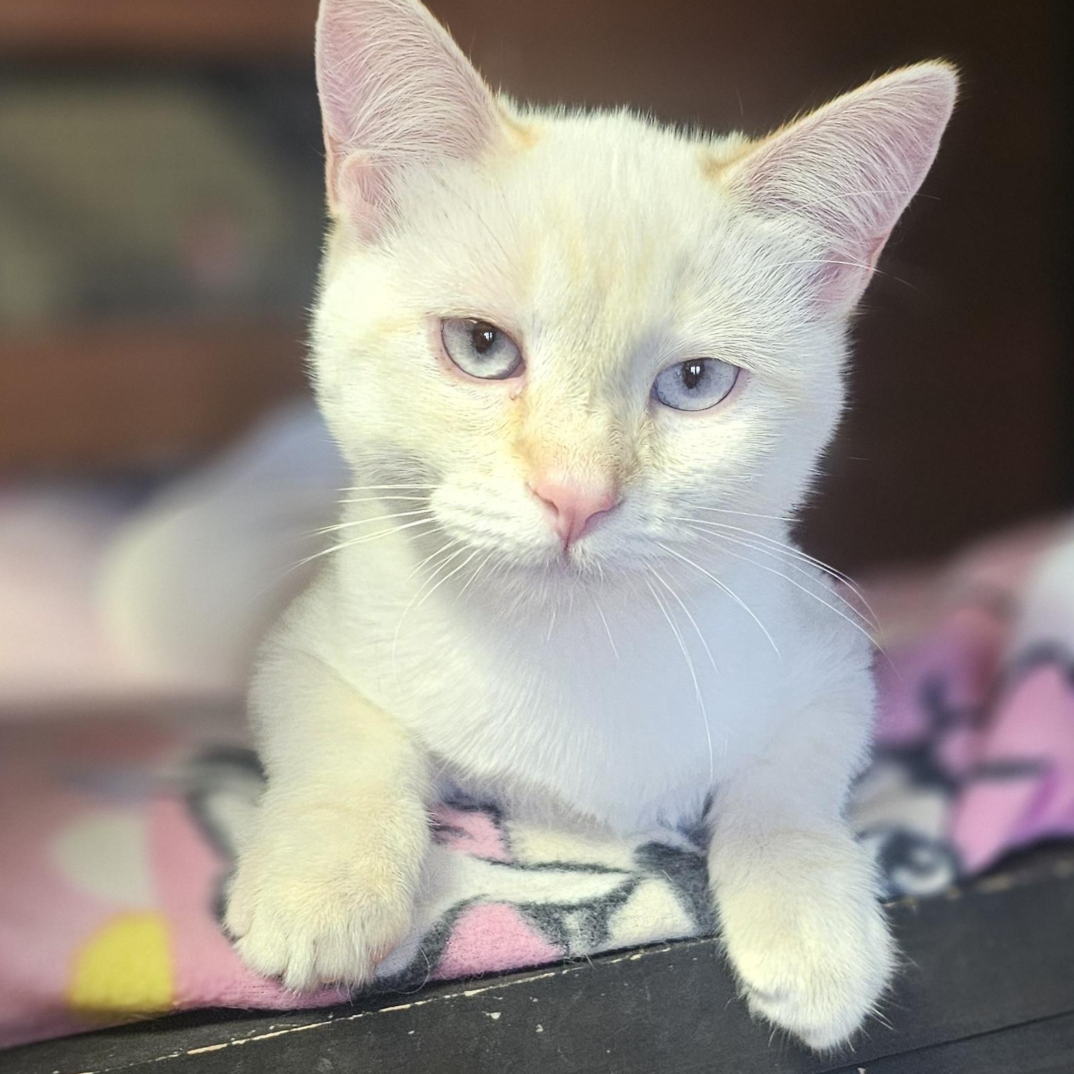 STAR, ADOPTABLE, Kitten Female Siamese & American Shorthair.