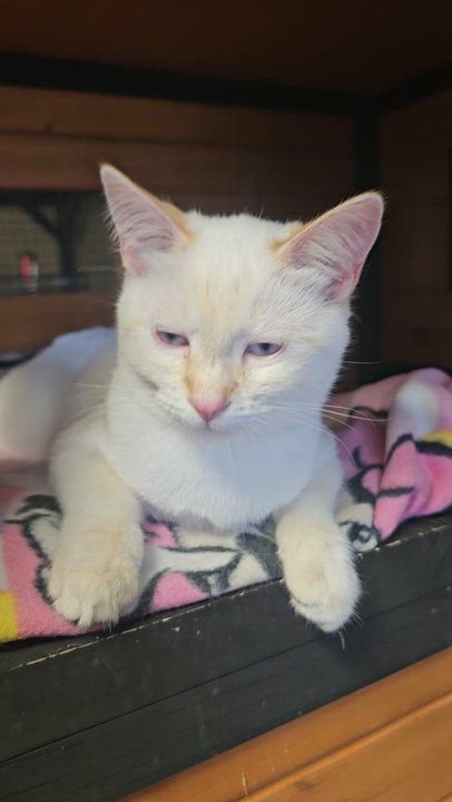 Enlarge STAR, a ADOPTABLE mixed breed in Pinedale, WY video 3/3