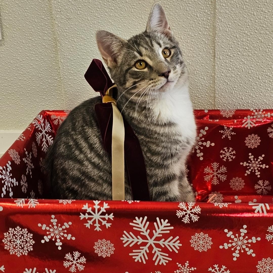 Slate, an adopted Domestic Short Hair in Waynesville, NC image 1/2