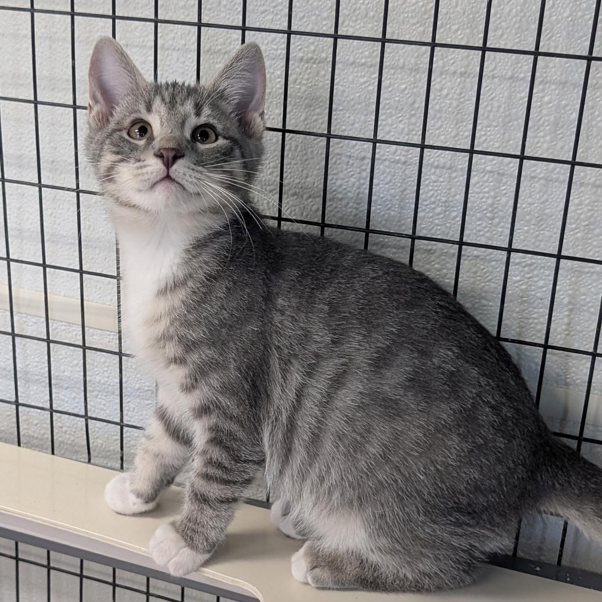 Slate, an adopted Domestic Short Hair in Waynesville, NC image 2/2