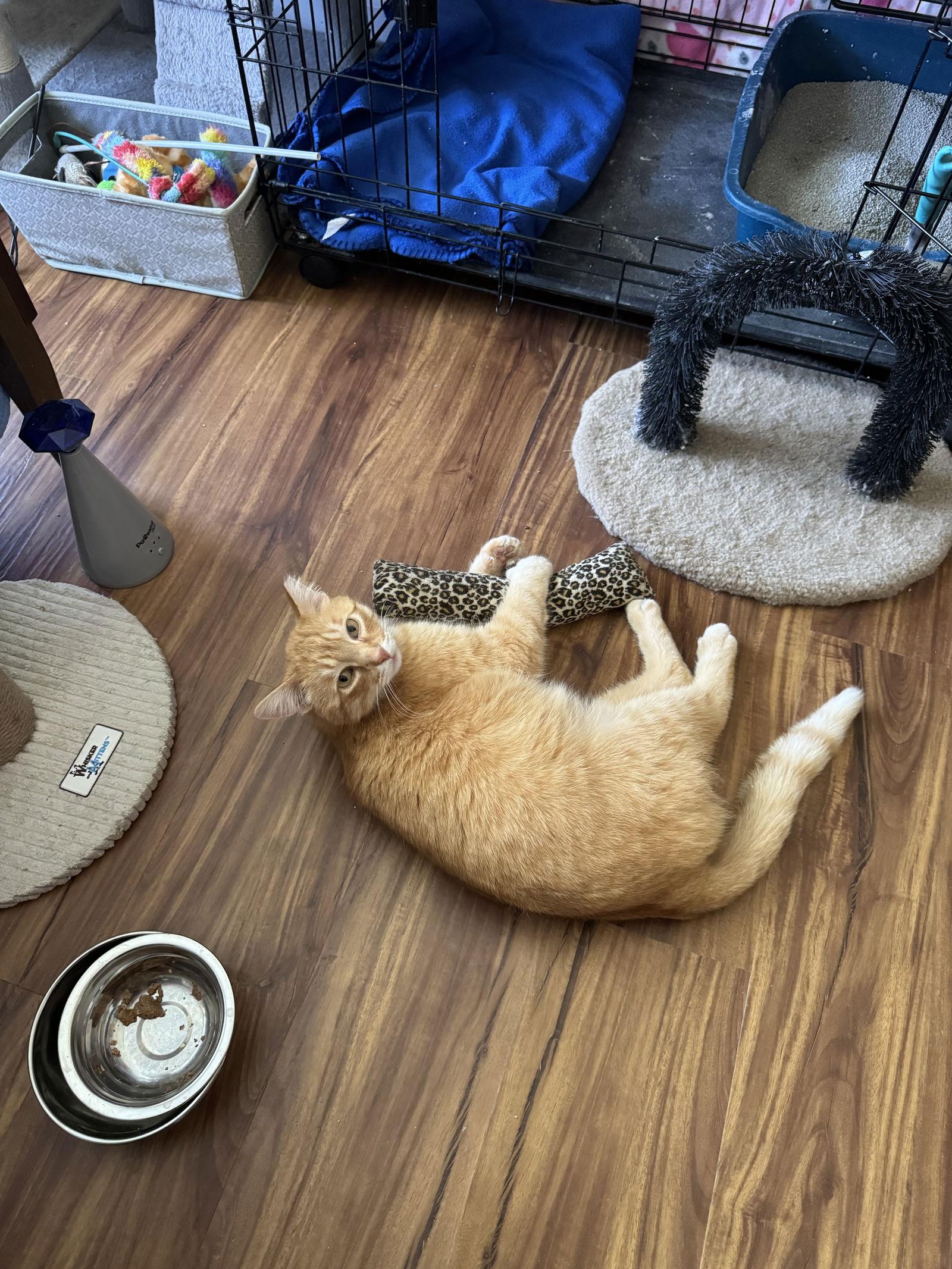 Chester, Adoptable, Adult Male Domestic Short Hair.