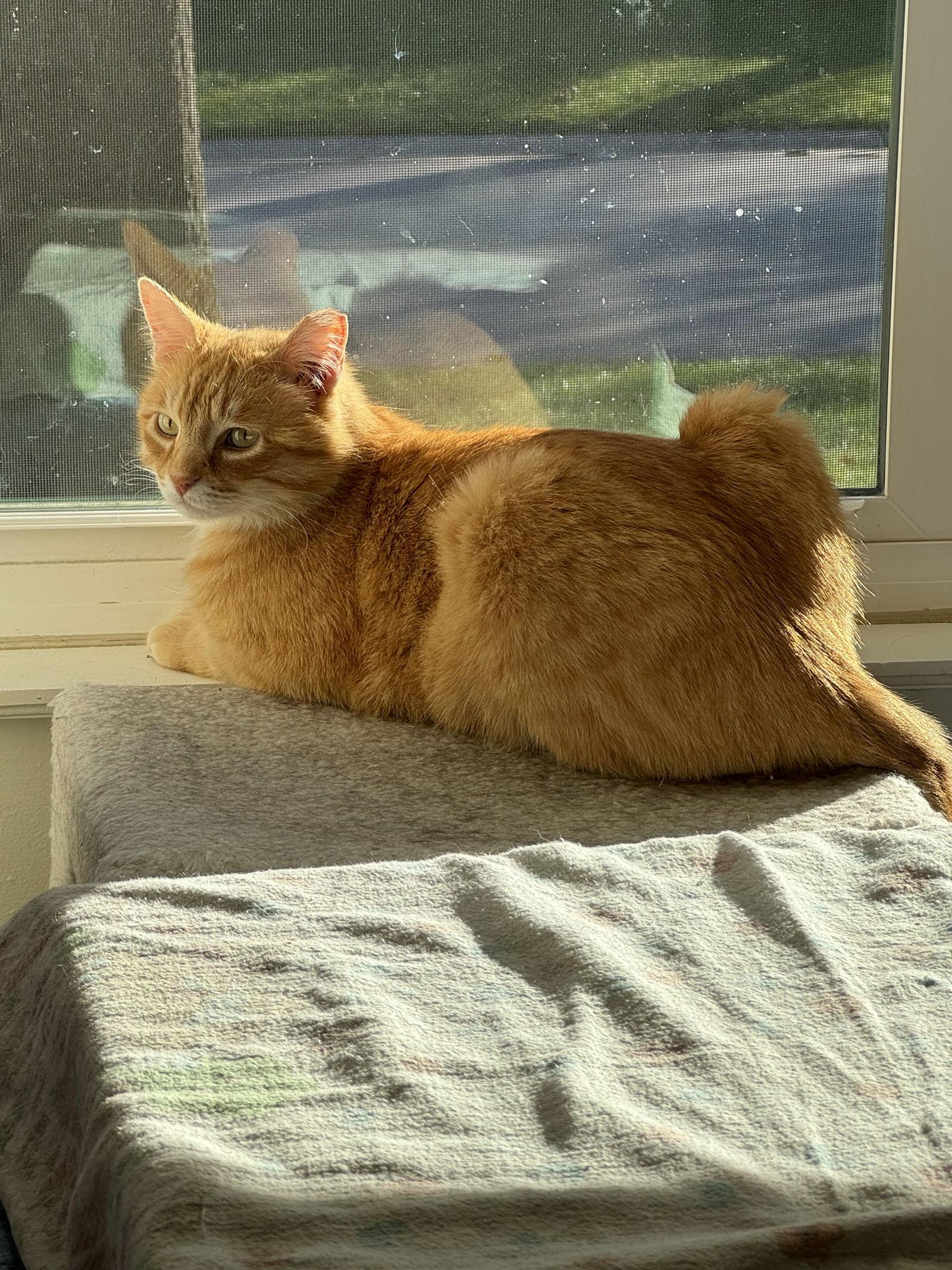 Chester, a Adoptable Domestic Short Hair in O'Fallon, MO image 2/3