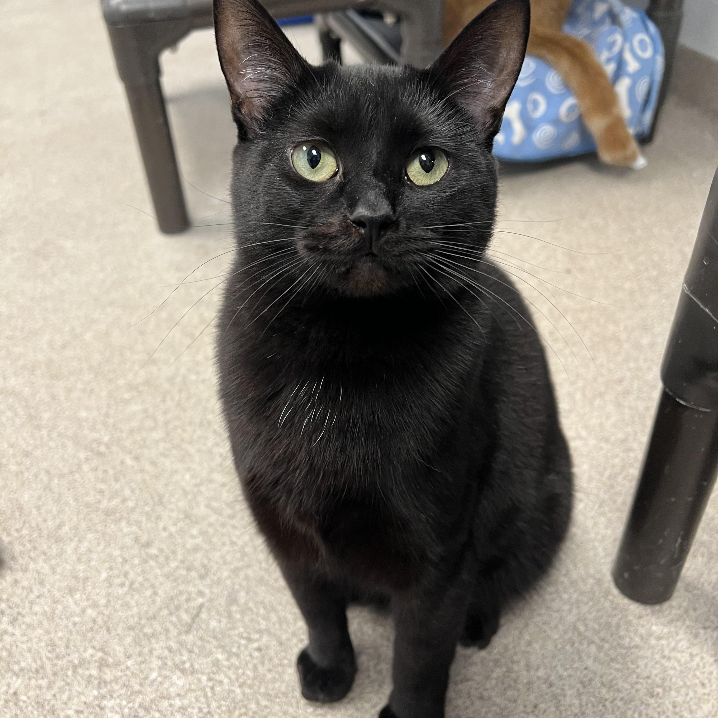 Enlarge Cara, a Adoptable Domestic Short Hair in Arlington Heights, IL image 2/2