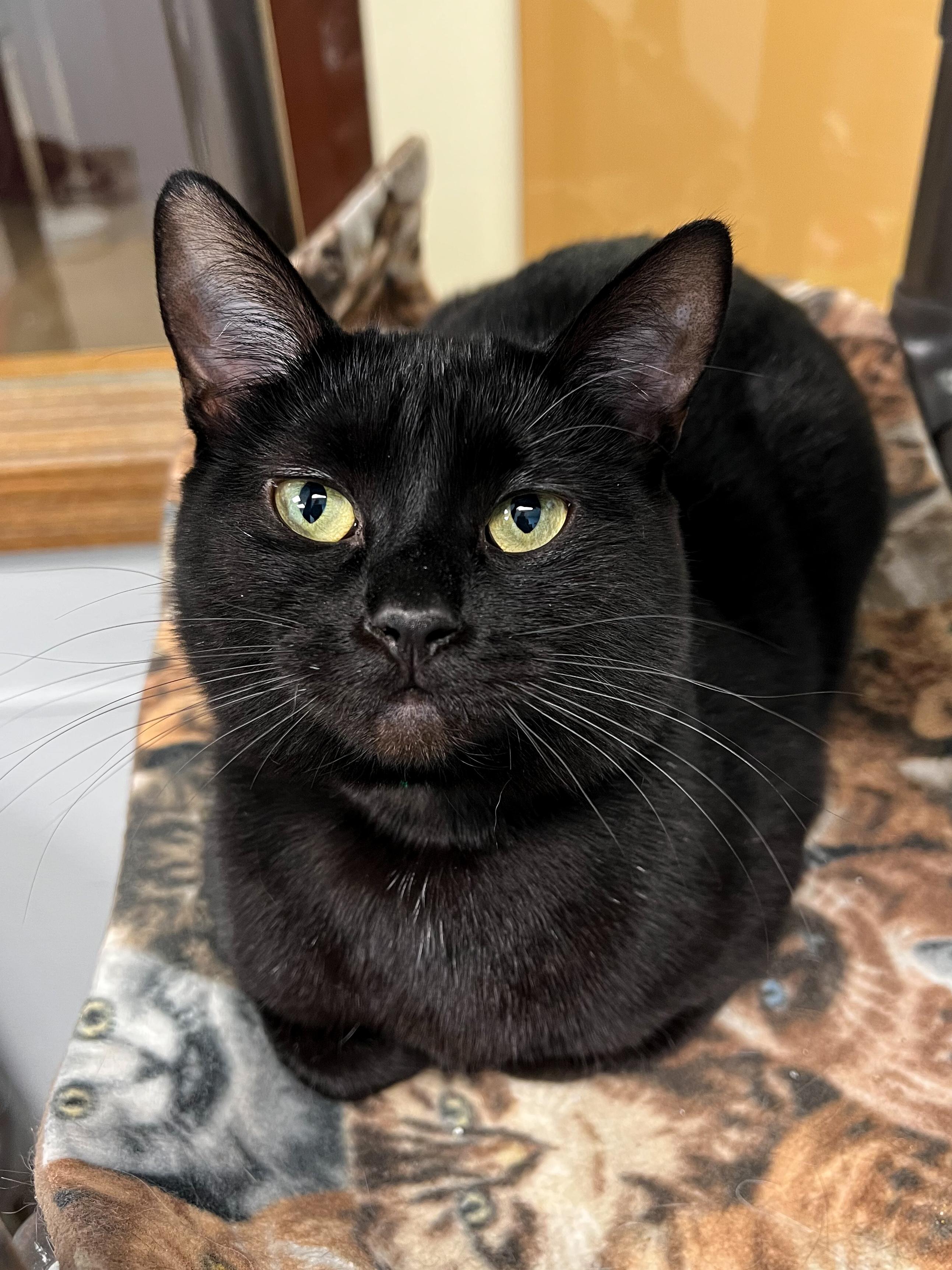 Cara, Adoptable, Adult Female Domestic Short Hair.