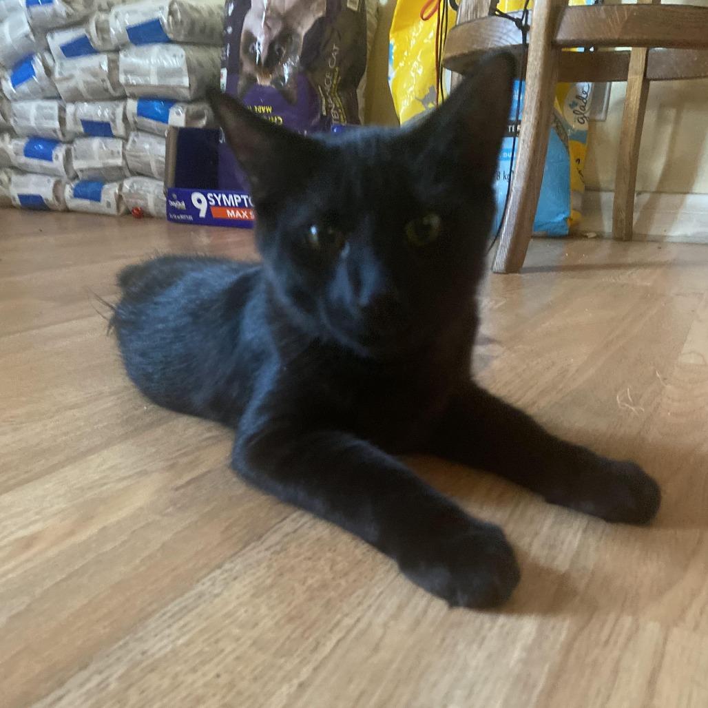 Enlarge Neube, a Adoptable Domestic Medium Hair in Long Beach, CA image 1/2