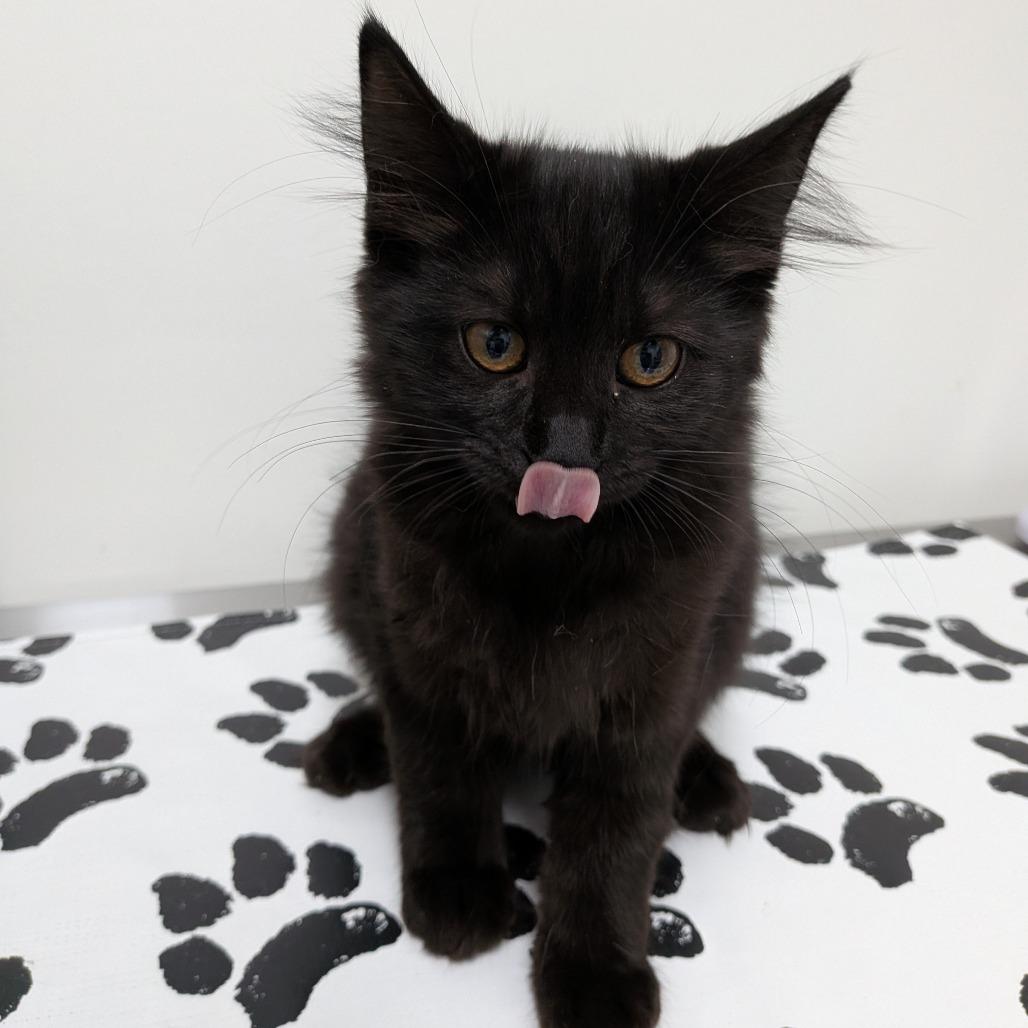 Enlarge Neube, a Adoptable Domestic Medium Hair in Long Beach, CA image 2/2