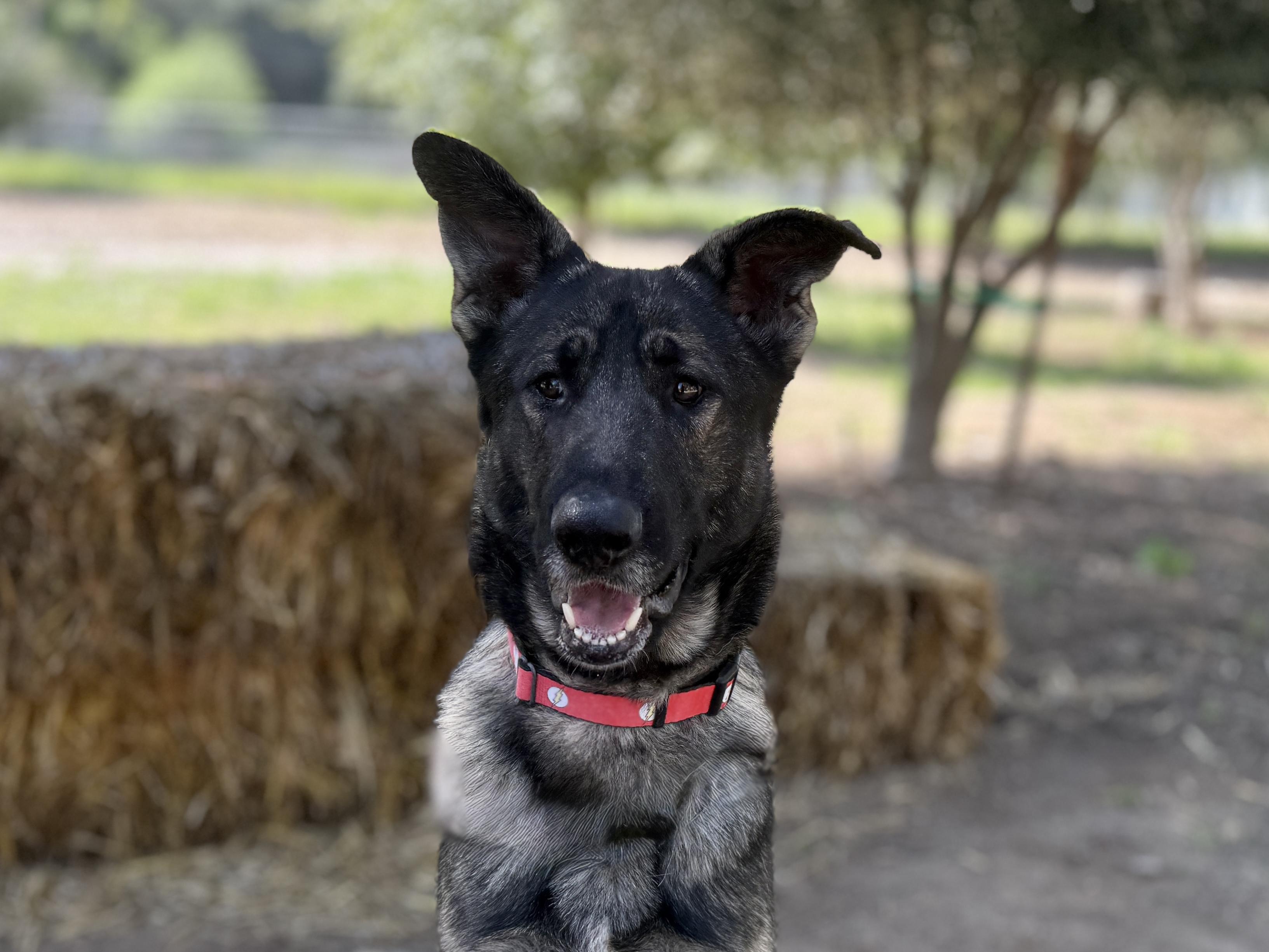 Enlarge Storm, a ADOPTABLE German Shepherd Dog in San Diego, CA image 1/2