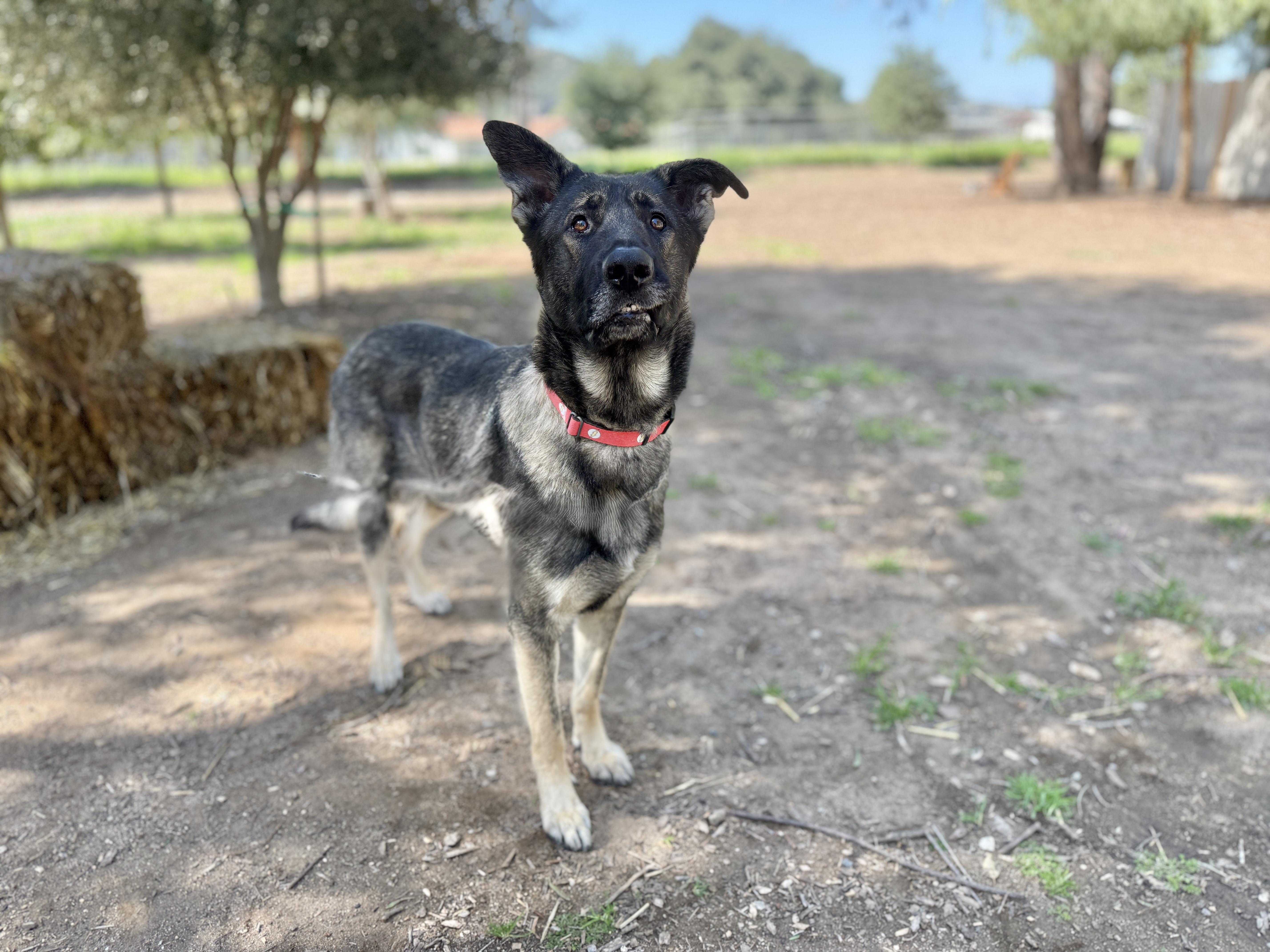 Enlarge Storm, a ADOPTABLE German Shepherd Dog in San Diego, CA image 2/2