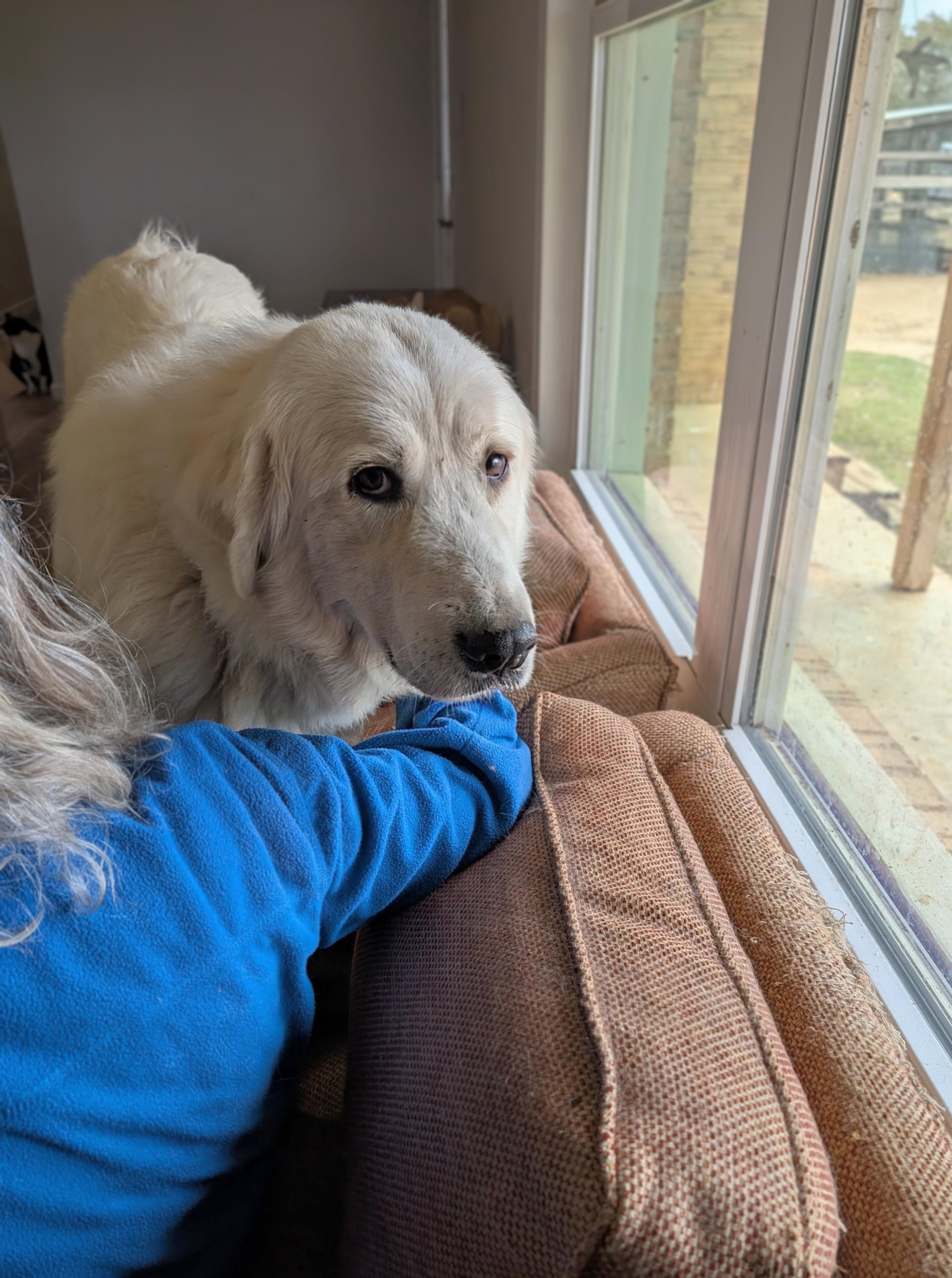 Enlarge Lagertha , a Adoptable Great Pyrenees in Columbus, OH image 4/6