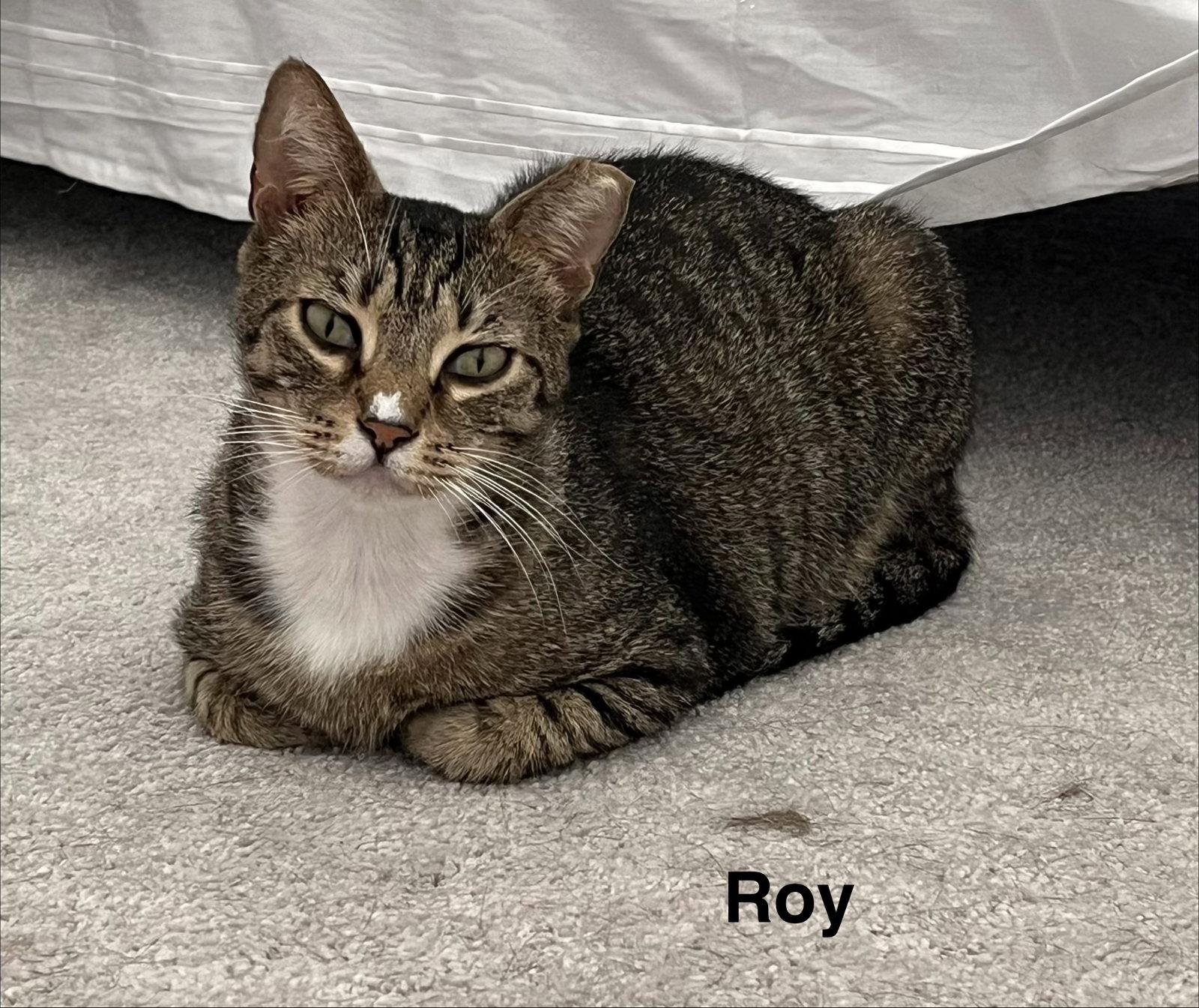 Enlarge Roy & Siegfried 1.1.25, a Adoptable Domestic Short Hair in Apopka, FL image 1/3