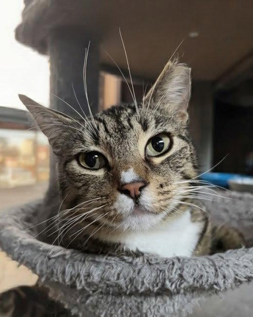 Enlarge Roy & Siegfried 1.1.25, a Adoptable Domestic Short Hair in Apopka, FL image 2/3