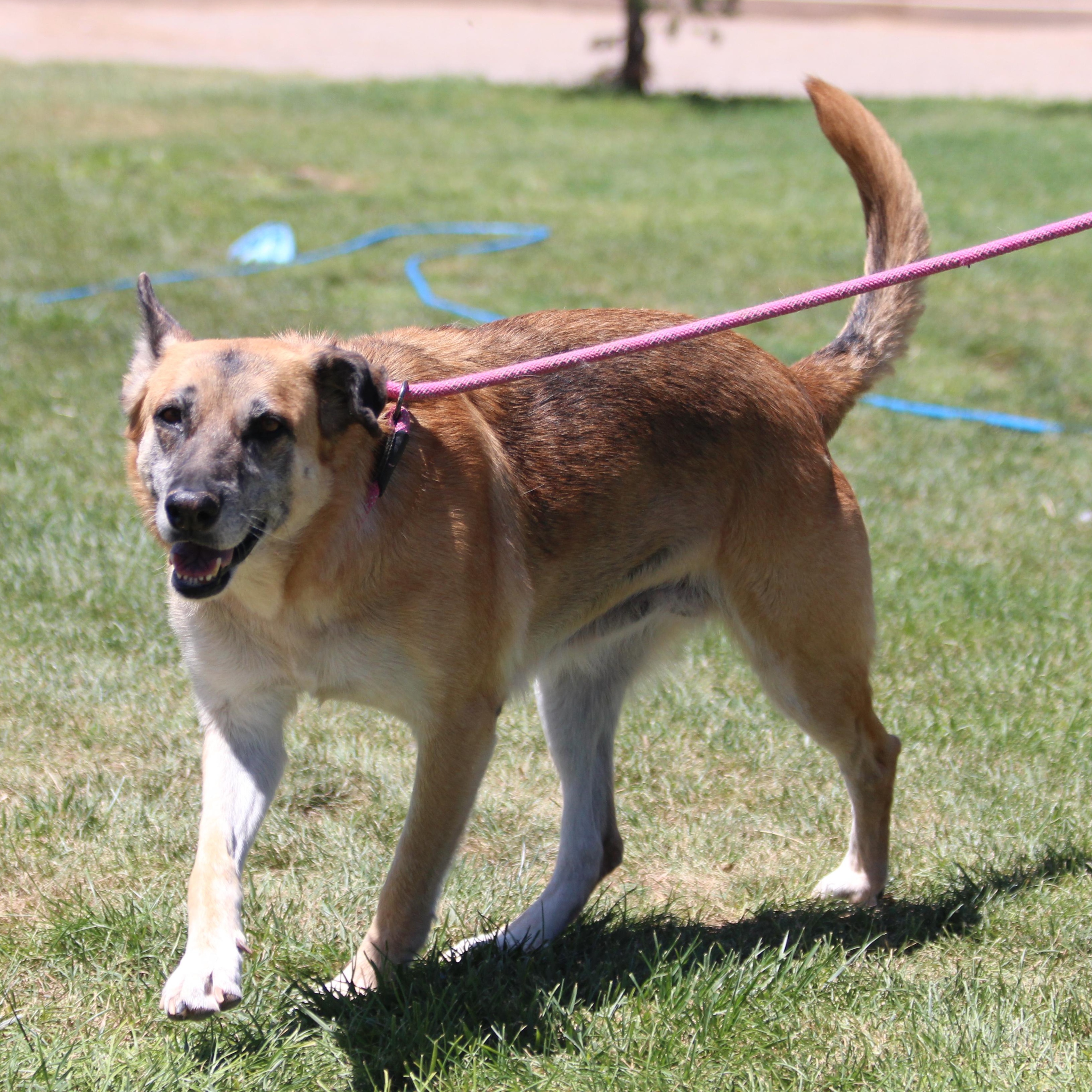 Enlarge BARBARA, a Adoptable German Shepherd Dog in Pearce, AZ image 3/6