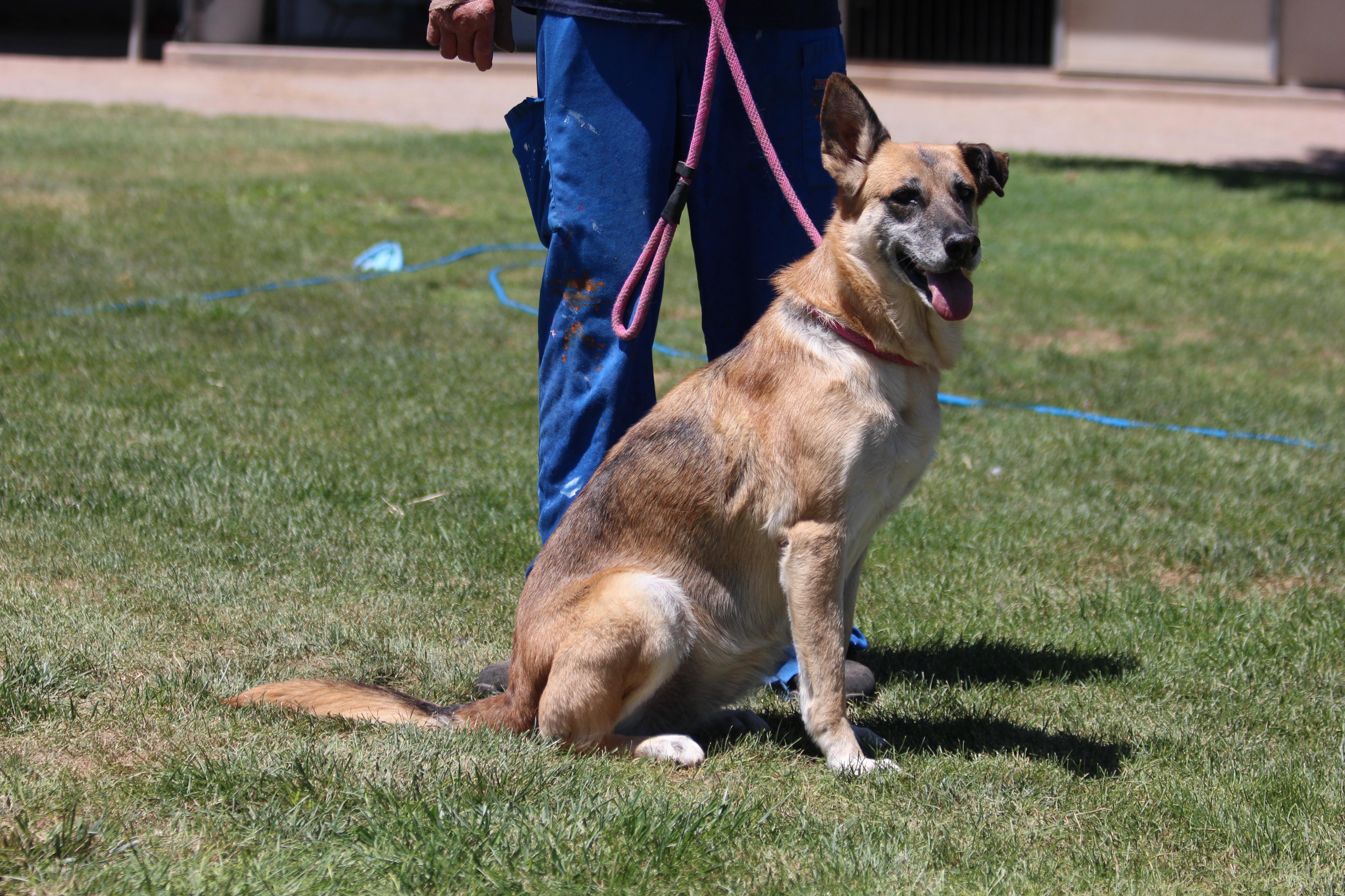 Enlarge BARBARA, a Adoptable German Shepherd Dog in Pearce, AZ image 5/6