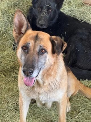BARBARA, an adoptable German Shepherd Dog in Pearce, AZ, 85625 | Photo Image 6