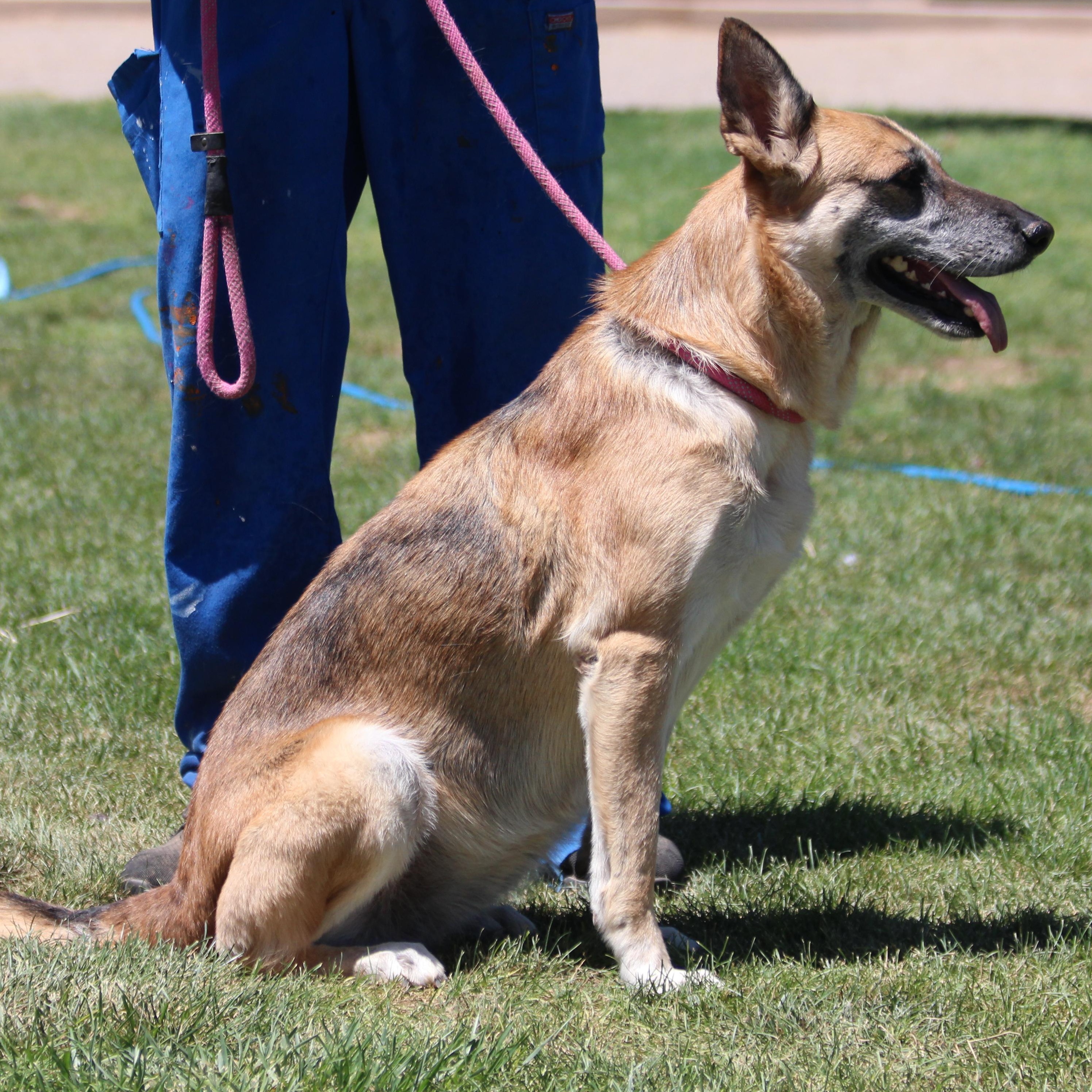BARBARA, an adoptable German Shepherd Dog in Pearce, AZ, 85625 | Photo Image 4