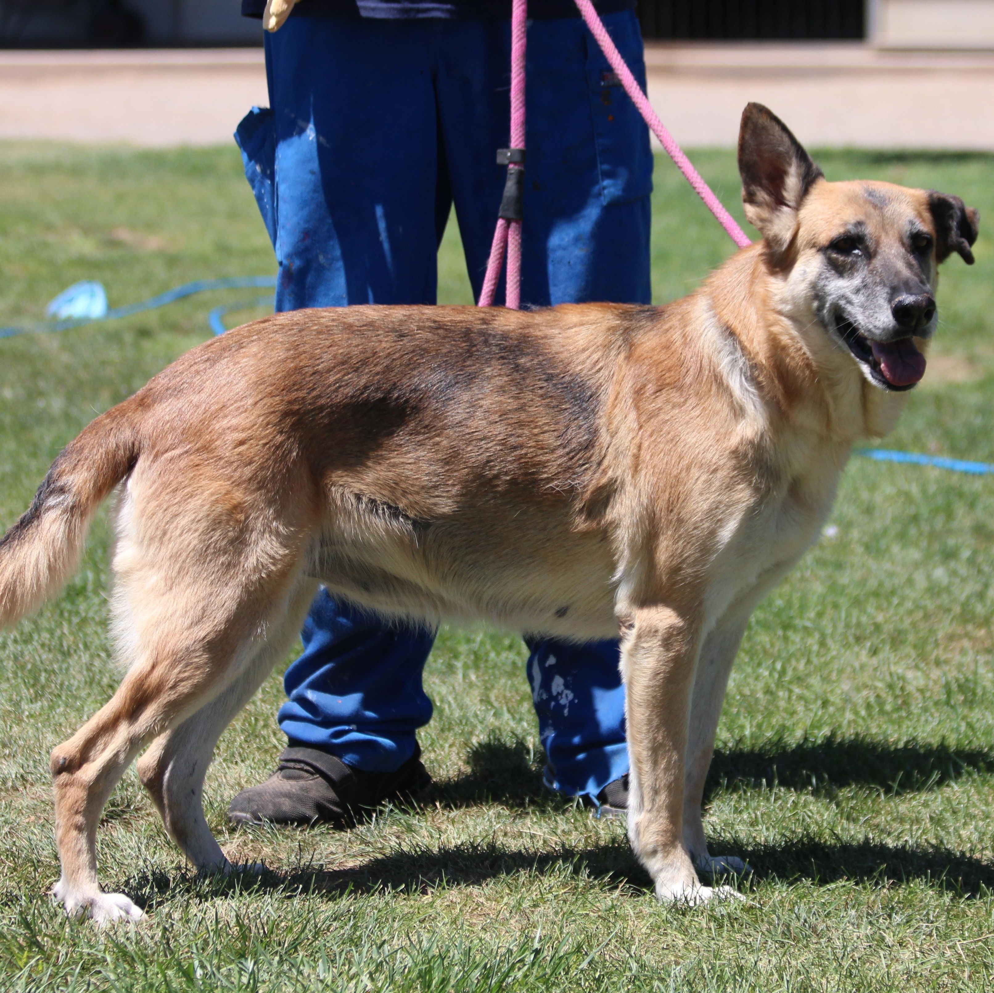 Enlarge BARBARA, a Adoptable German Shepherd Dog in Pearce, AZ image 2/6