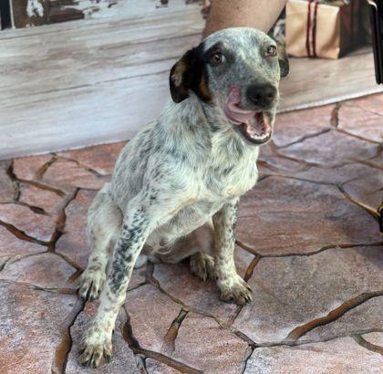 Lilypad, Adoptable, Puppy Female Cattle Dog & Mixed Breed.