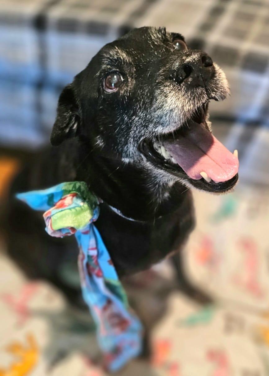 Betty /SENIOR******Special Adoption fee, an adoptable mixed breed image 2/6