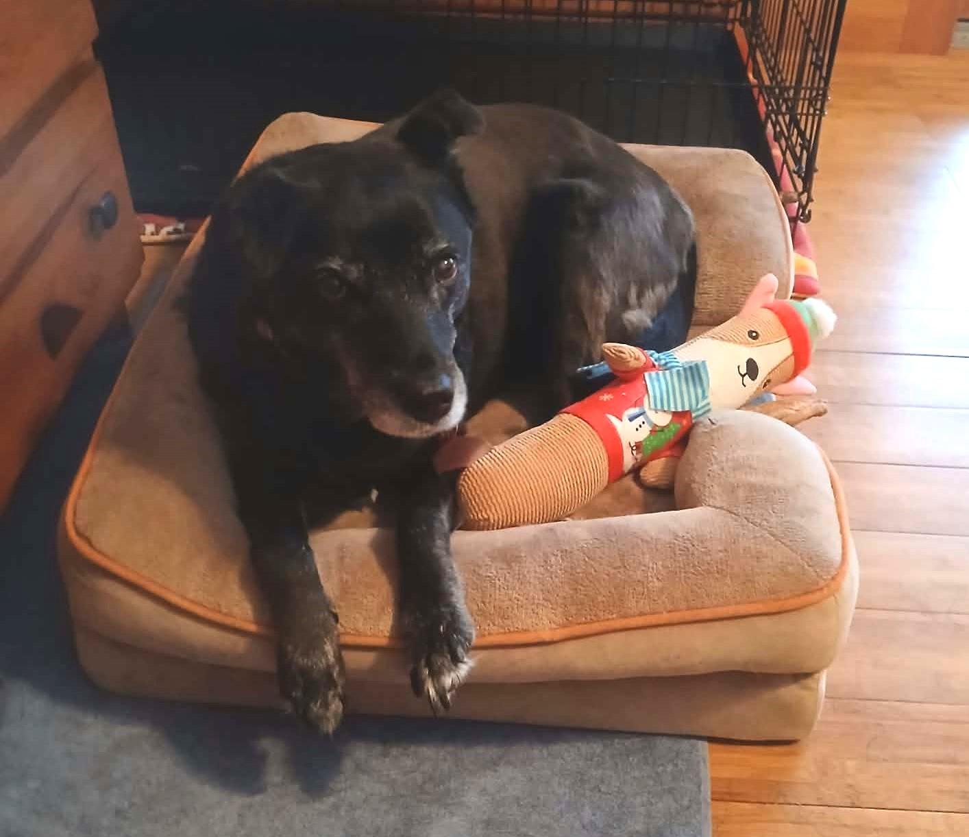 Betty /SENIOR******Hospice***, an adoptable mixed breed in North Berwick, ME image 2/5