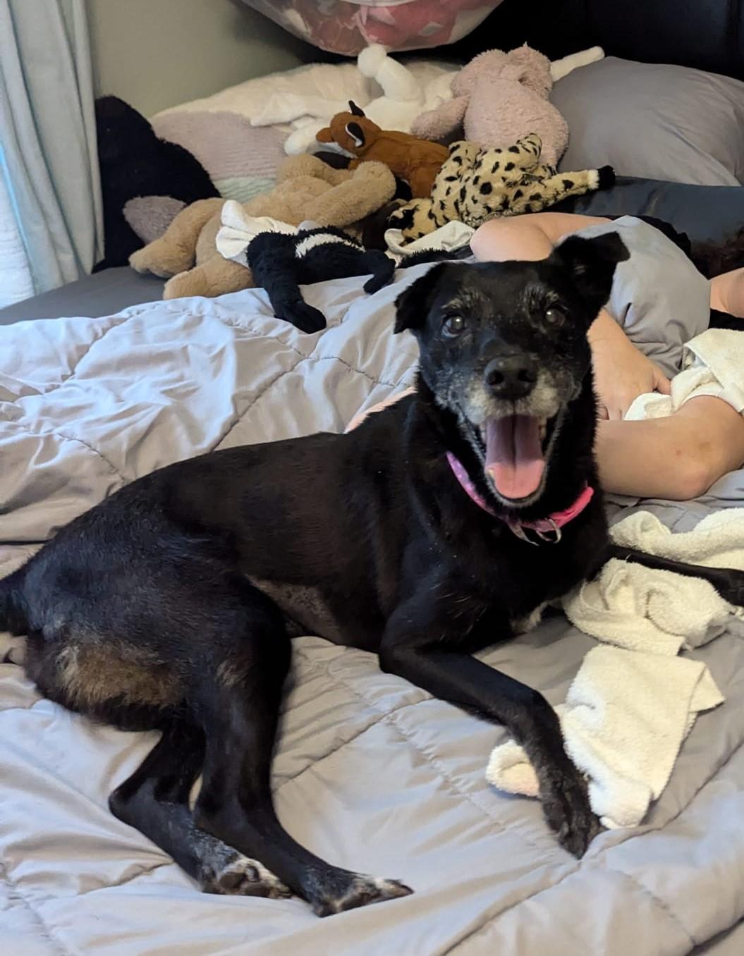 Betty /SENIOR******Special Adoption fee, an adoptable mixed breed image 4/6