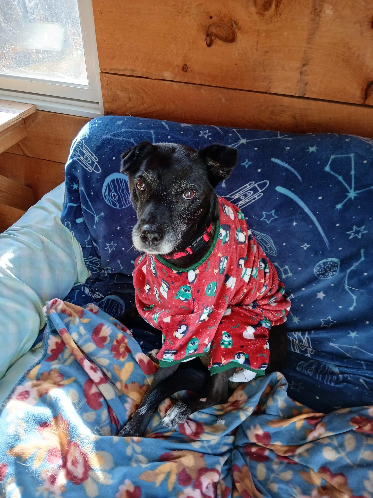 Betty /SENIOR******Special Adoption fee, an adoptable mixed breed image 3/6