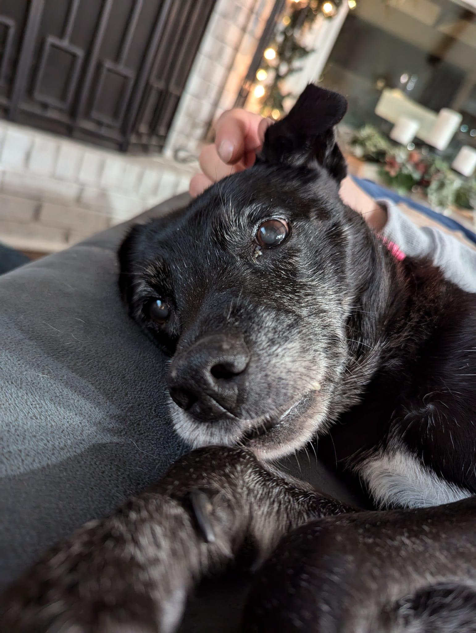 Betty /SENIOR******Special Adoption fee, an adoptable mixed breed image 5/6