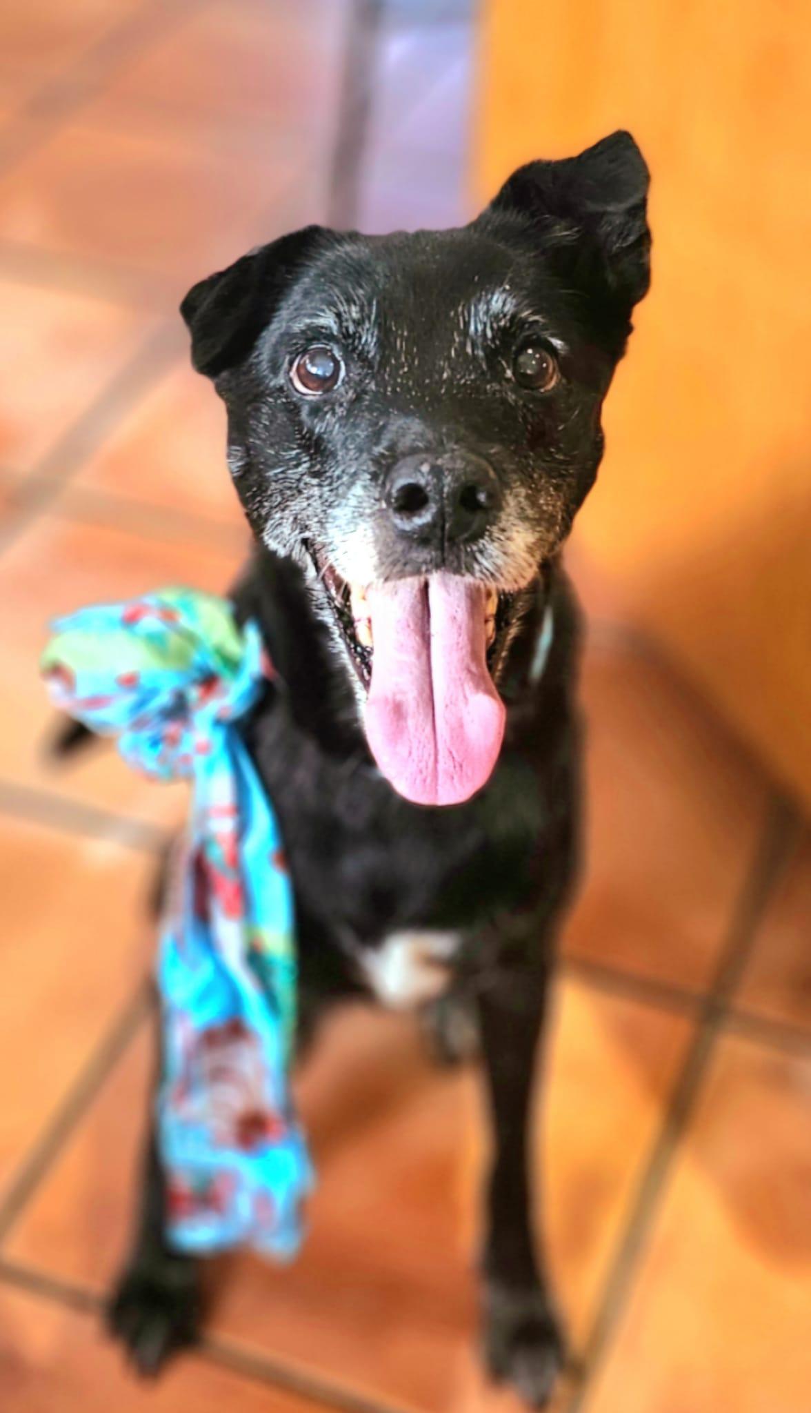 Betty /SENIOR******Special Adoption fee, adoptable, Senior Female Labrador Retriever & Retriever.